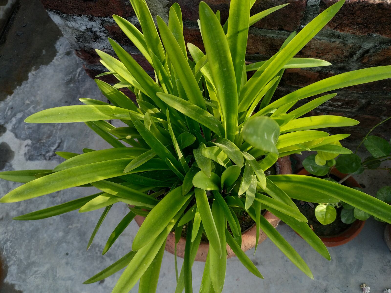 Xiaomi Redmi Note 6 Pro sample photo. Greenery, sunlight, morningview photography