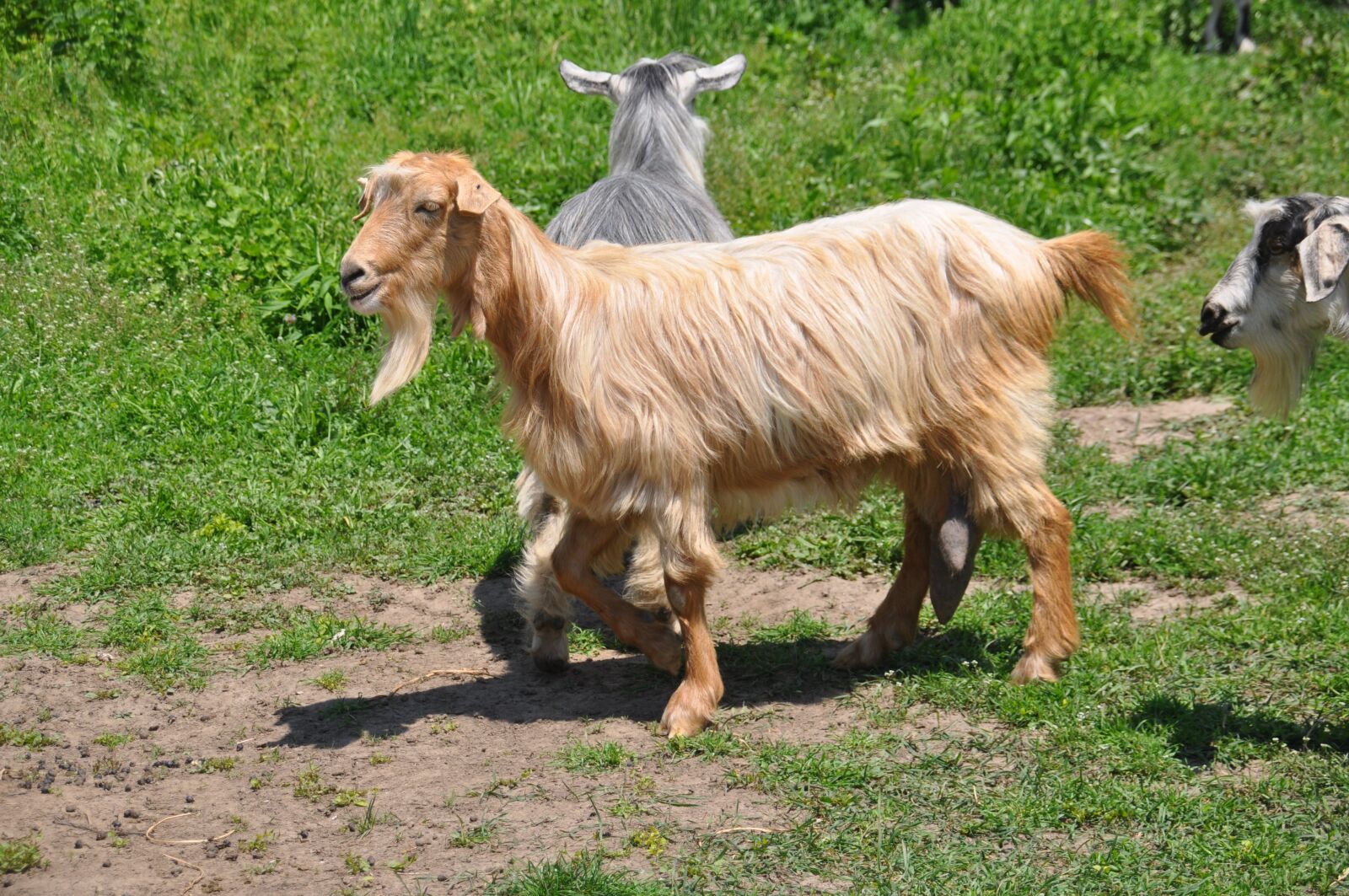 Nikon D90 sample photo. Goats, pasture attitude, romania photography