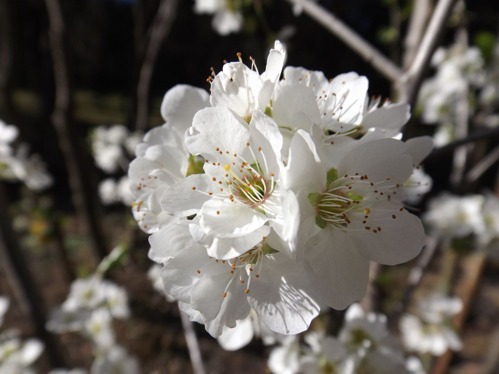 Fujifilm FinePix S4800 sample photo. Flower, tree, cherry photography