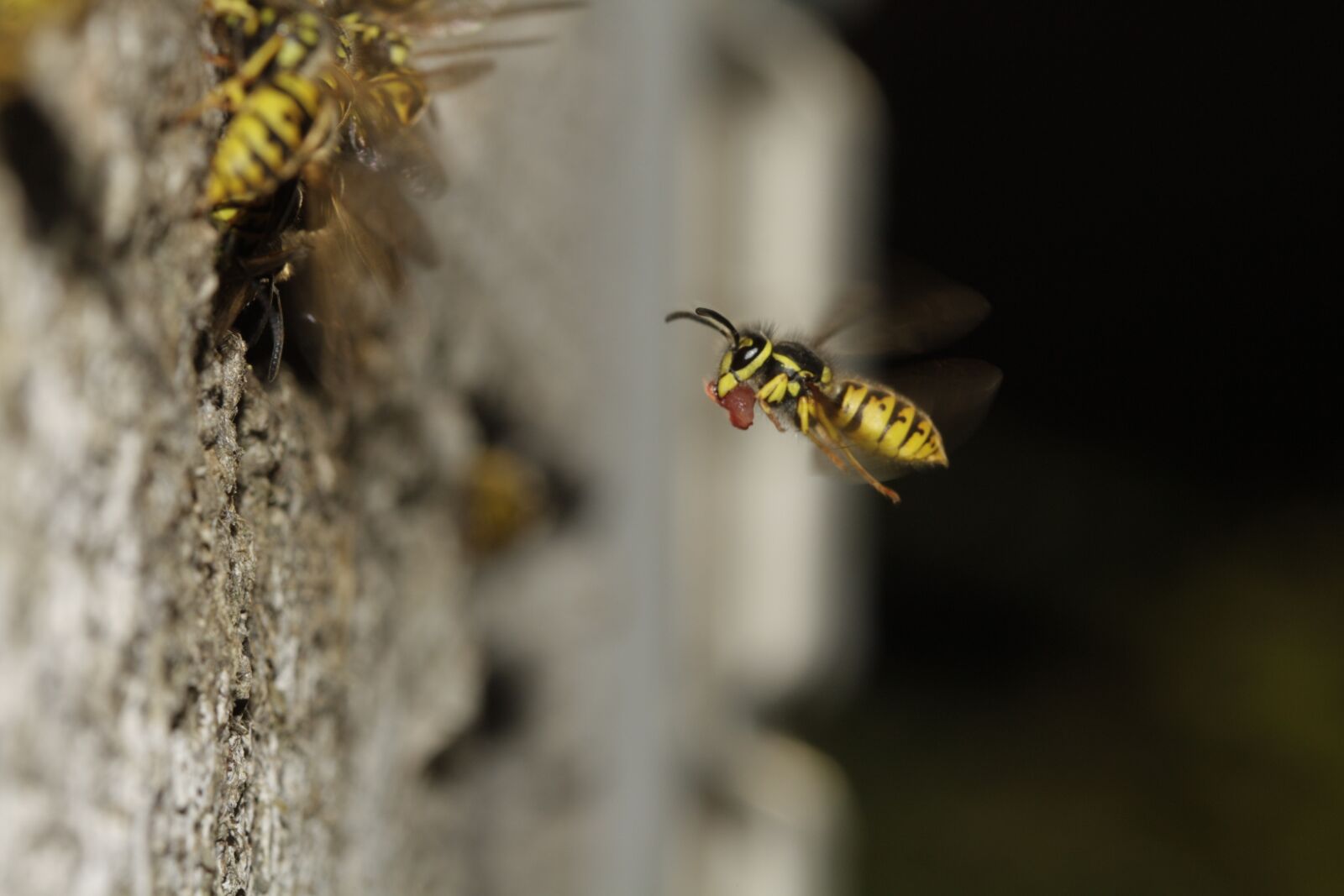 Canon EOS 450D (EOS Rebel XSi / EOS Kiss X2) sample photo. The hive, compound, wing photography