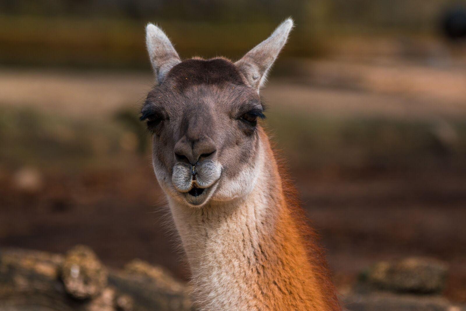 150-600mm F5-6.3 DG OS HSM | Contemporary 015 sample photo. Alpaca, kamelart, paarhufer photography