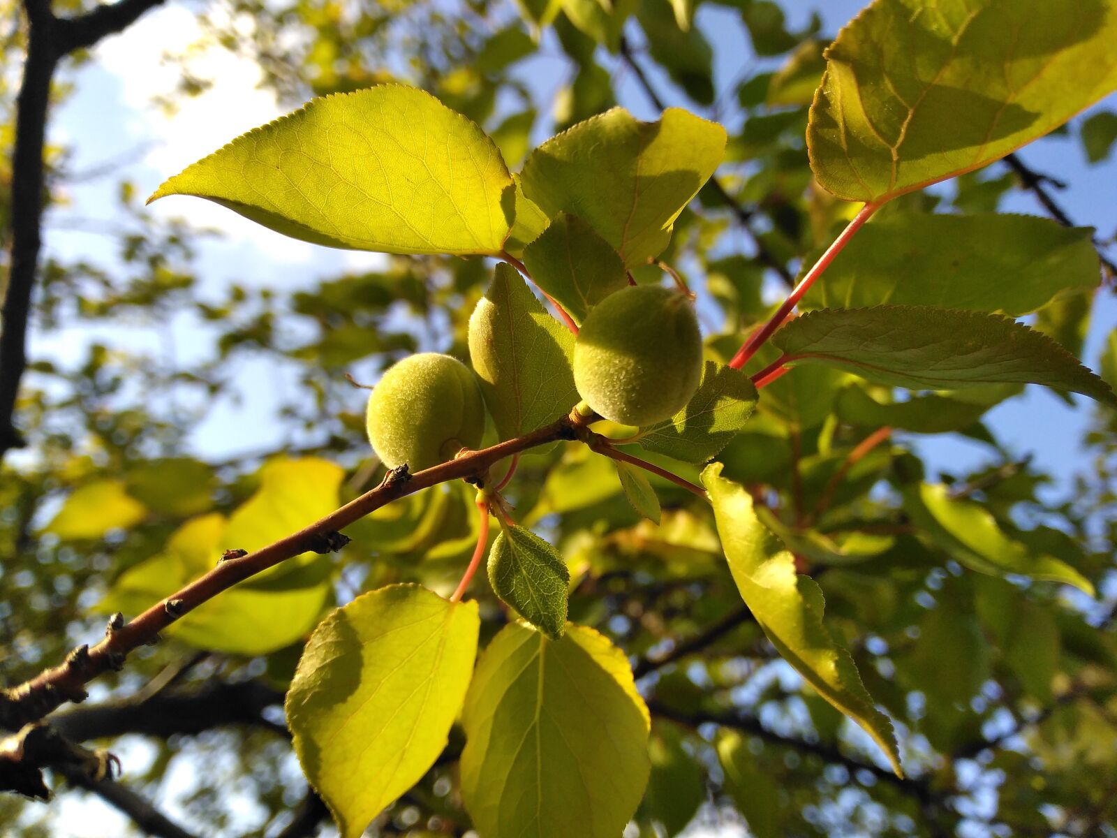 HUAWEI DUB-LX1 sample photo. Apricot, fruit tree, leaves photography