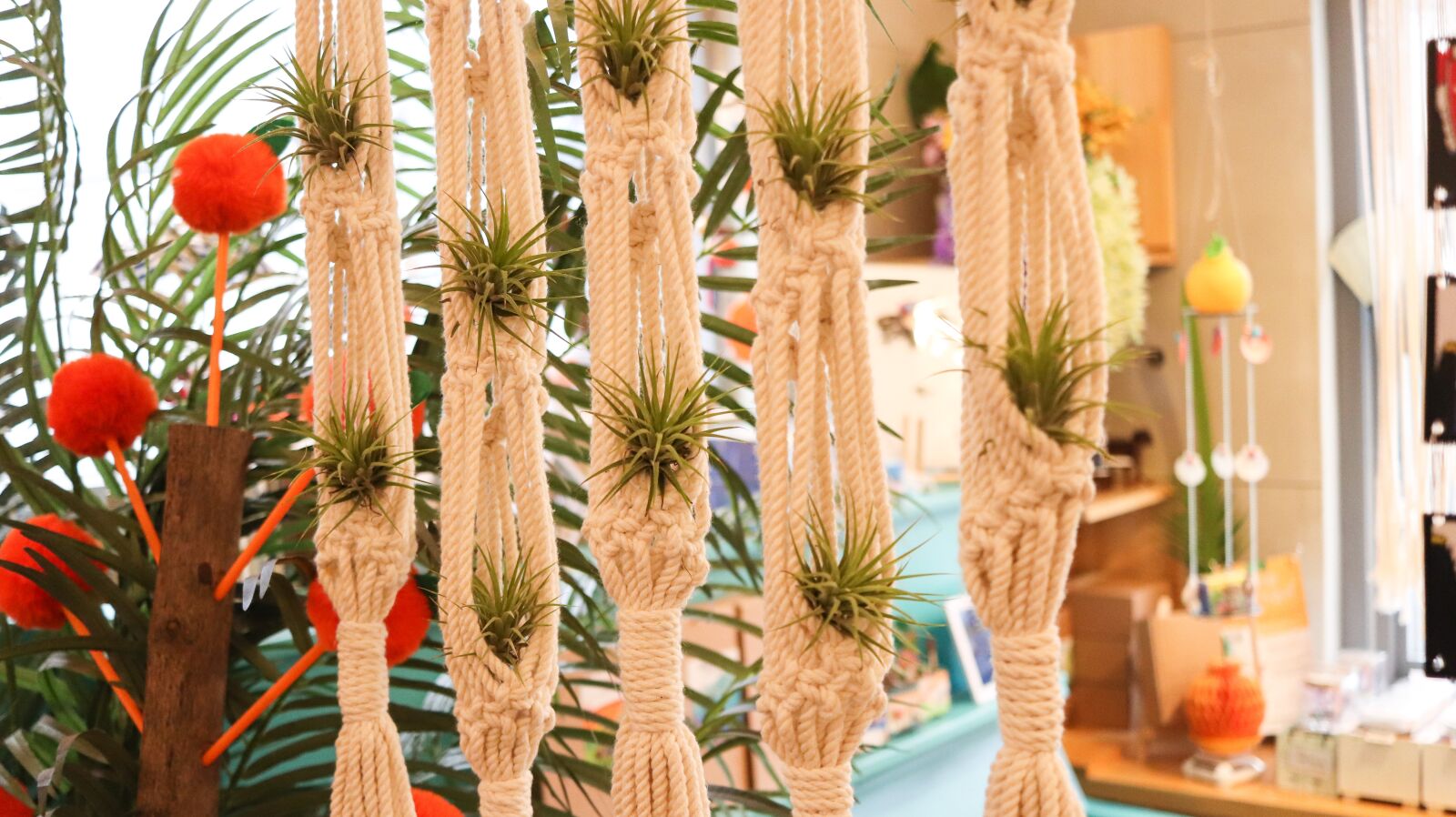 Canon EF-S 24mm F2.8 STM sample photo. Tillandsia ionantha, n ltillandsia photography
