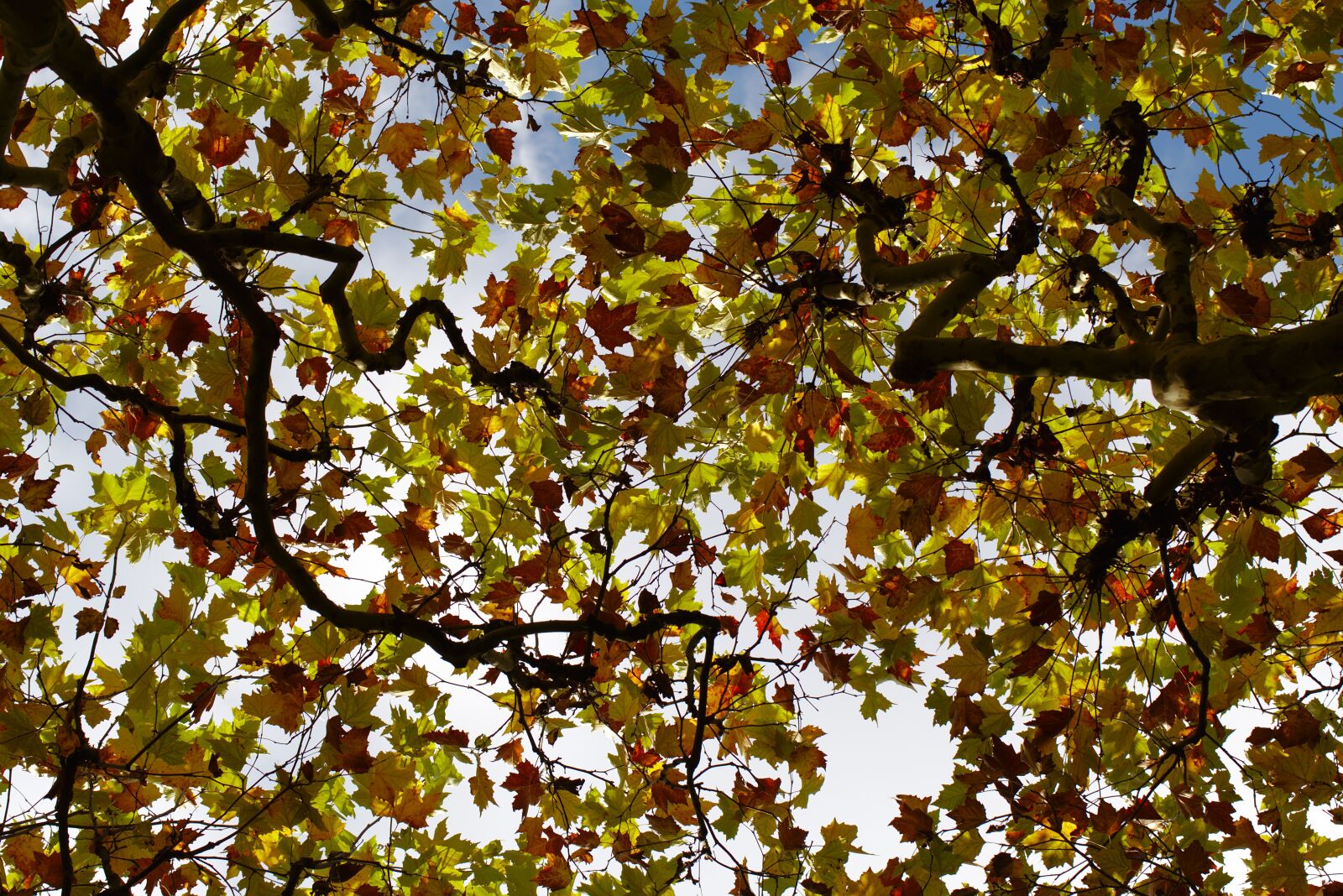 Canon EF 100mm F2.8L Macro IS USM sample photo. Maple, autumn, sky photography