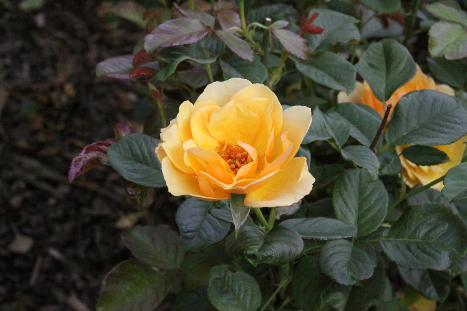 Canon EOS 50D sample photo. Rose, yellow roses, flowers photography
