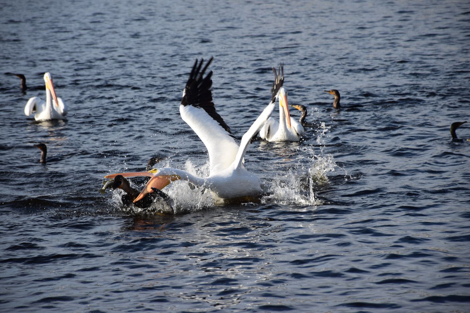 Nikon D5300 sample photo. Pelican, fishing, action photography
