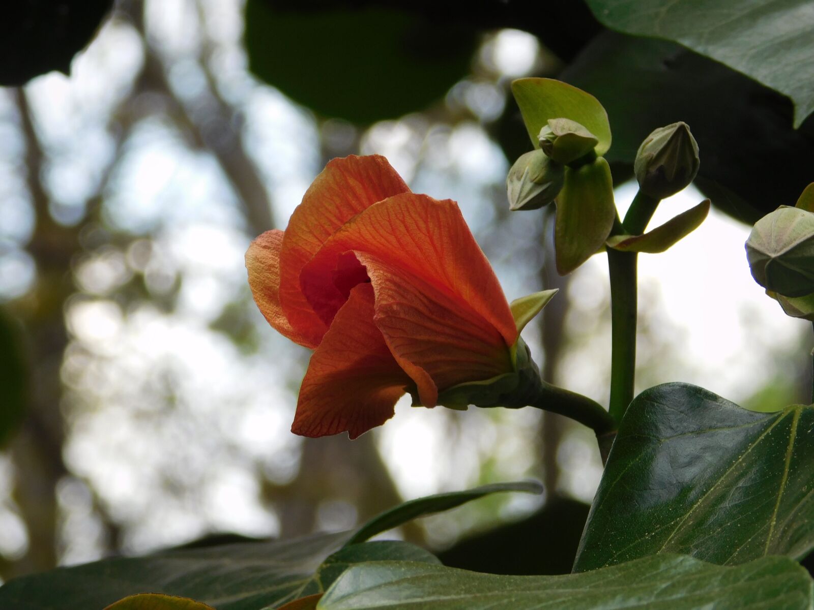 Nikon Coolpix L840 sample photo. Flower, cocoon, plant photography