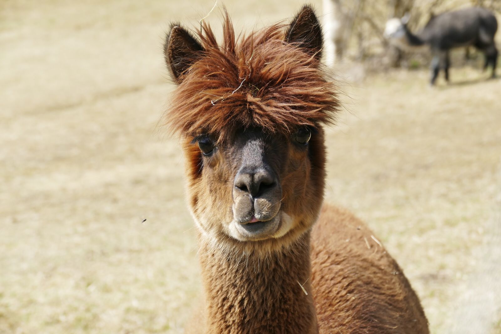 Panasonic Lumix DMC-FZ1000 sample photo. Alpaca, mammal, peru photography