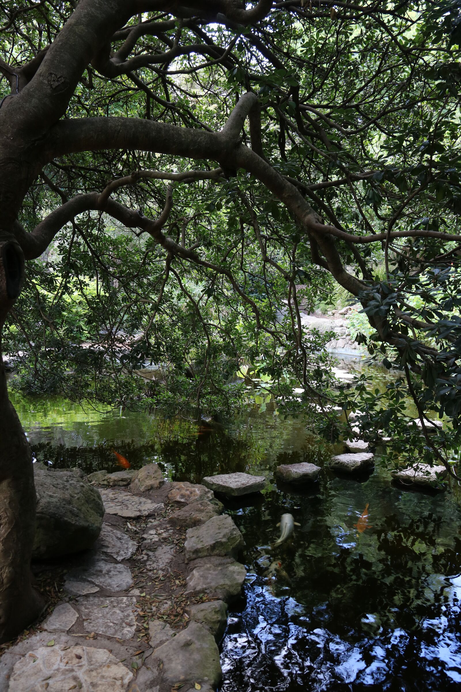 Canon EOS 750D (EOS Rebel T6i / EOS Kiss X8i) sample photo. Koi, fish, nature photography