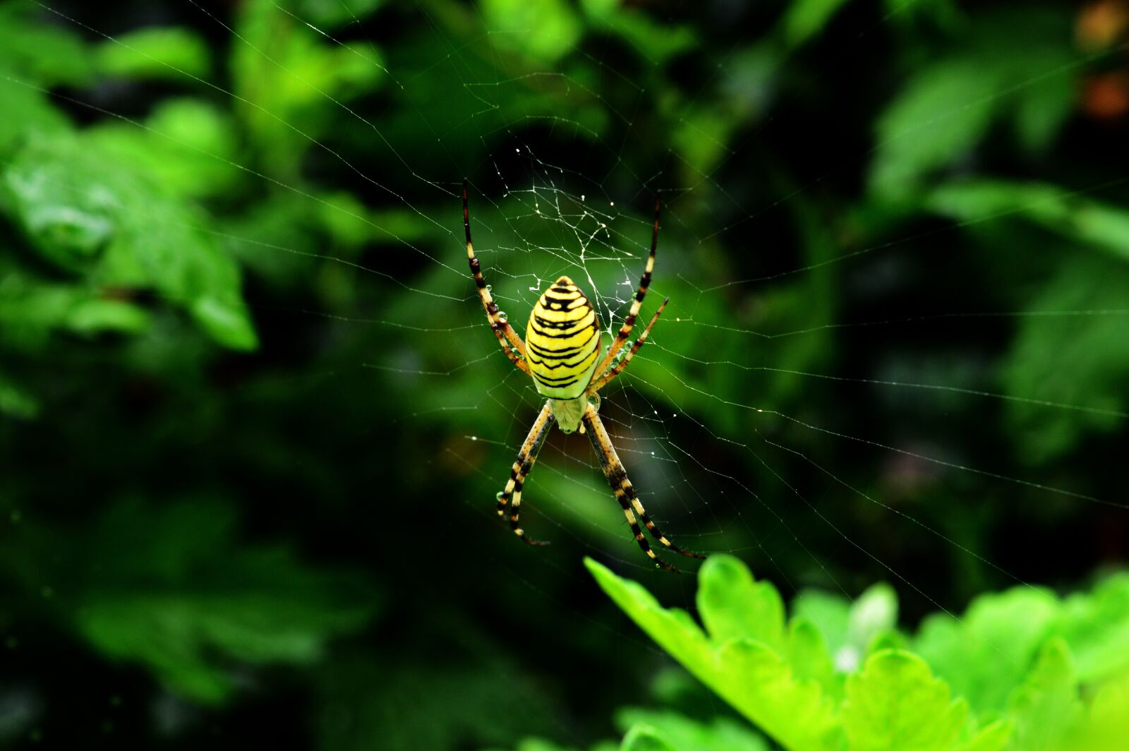 Nikon D3200 sample photo. Dar zsp k, spider photography