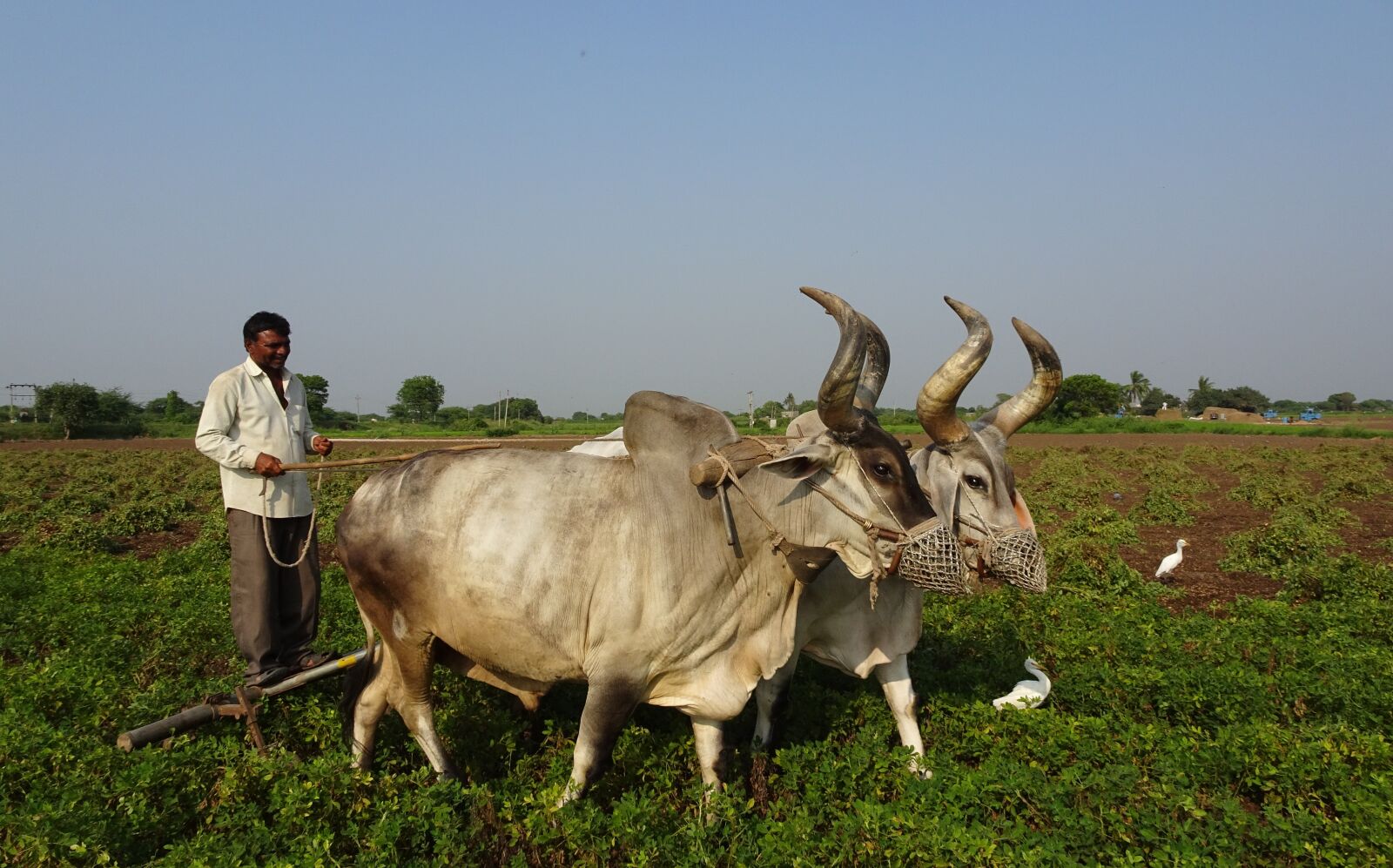 Sony Cyber-shot DSC-HX90V sample photo. Bullock, ox, plough photography