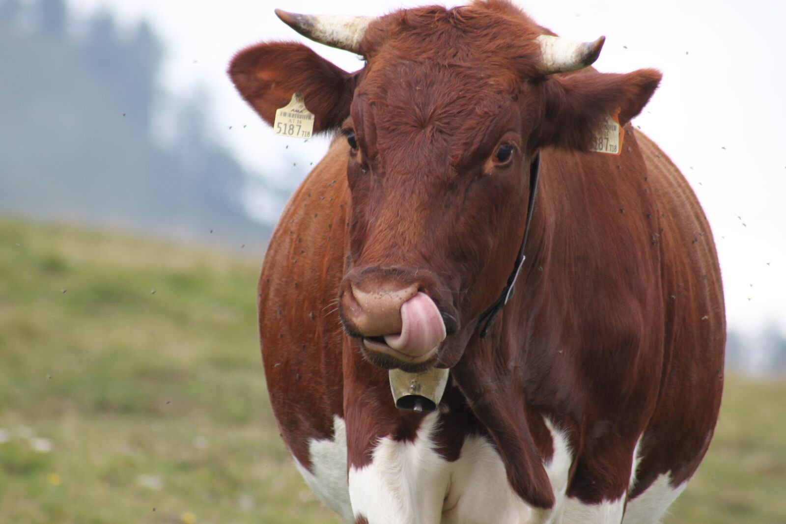 Canon EOS 500D (EOS Rebel T1i / EOS Kiss X3) sample photo. Cow, alm, milk cow photography