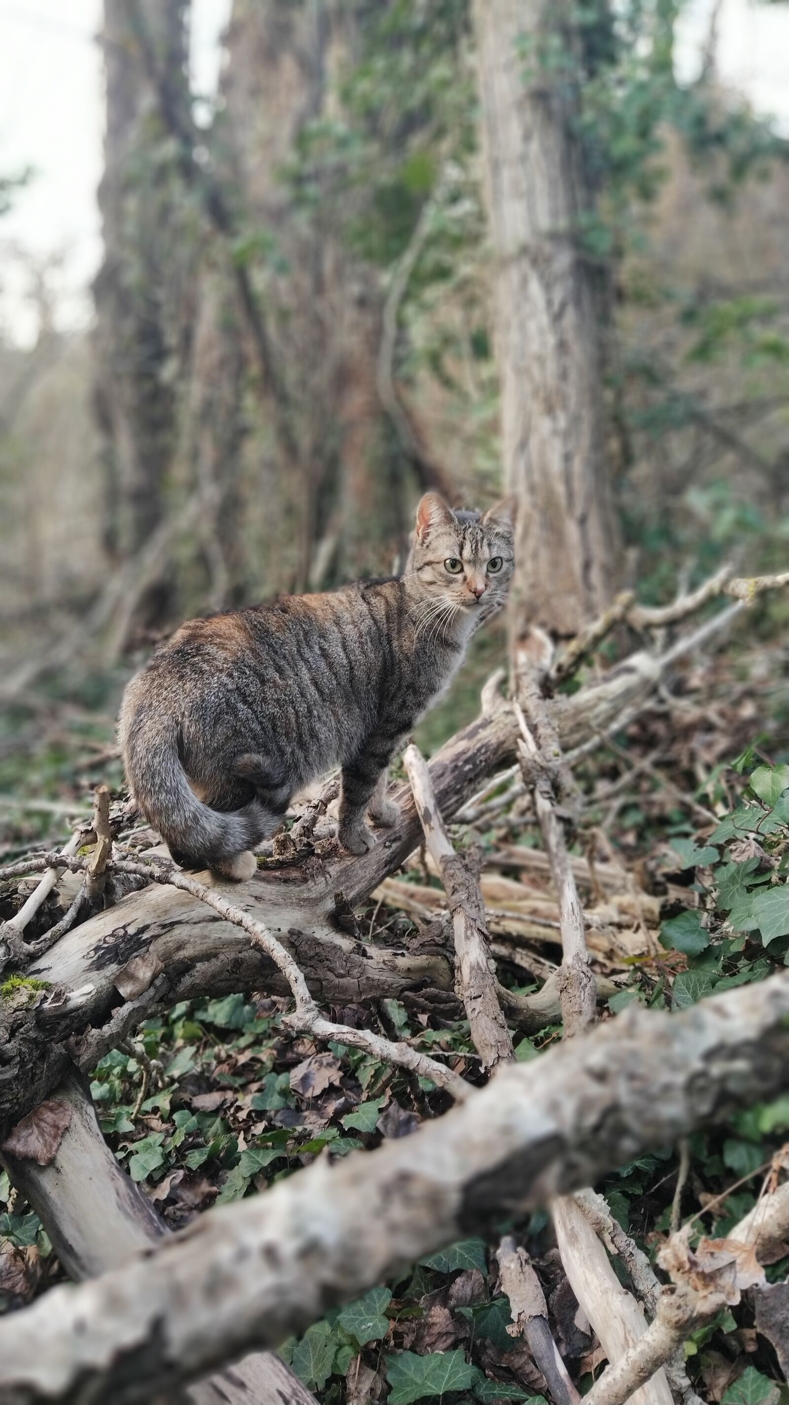 Xiaomi Mi A3 sample photo. Cat, forest, animal photography