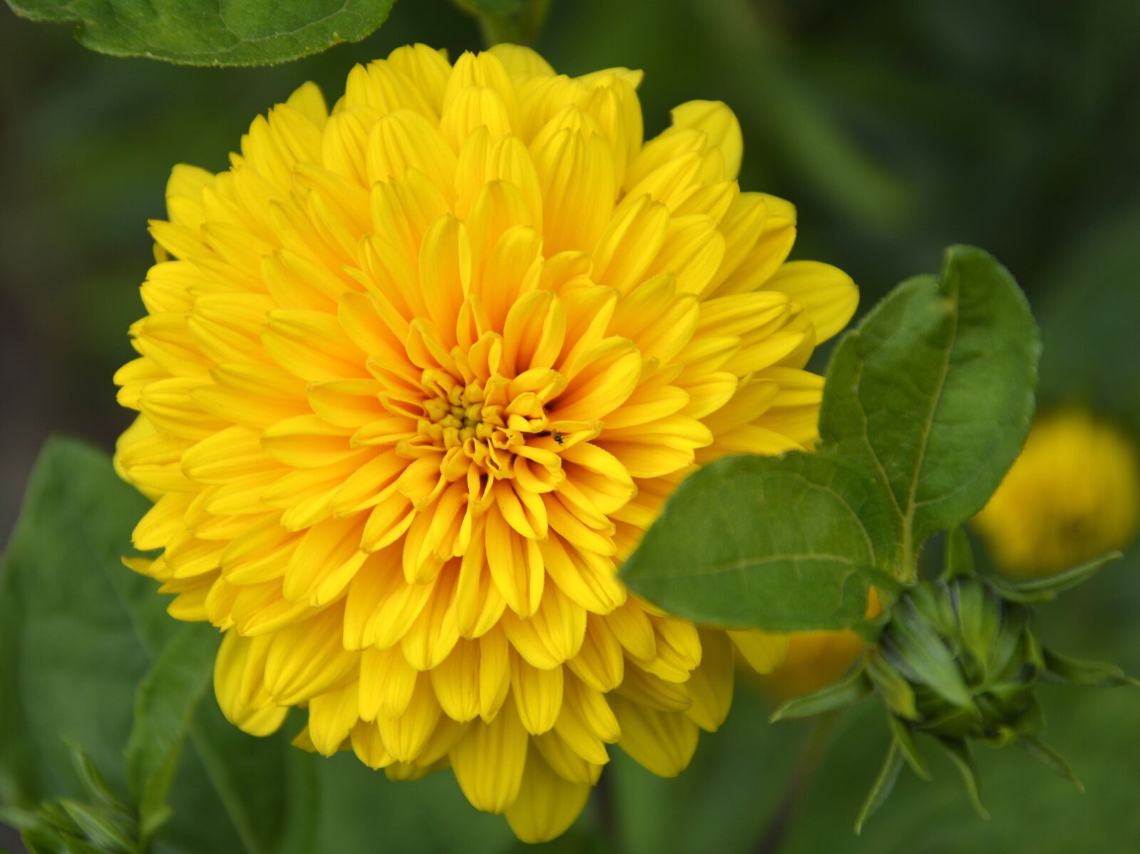 Nikon D7100 sample photo. Dahlia, flower, yellow photography