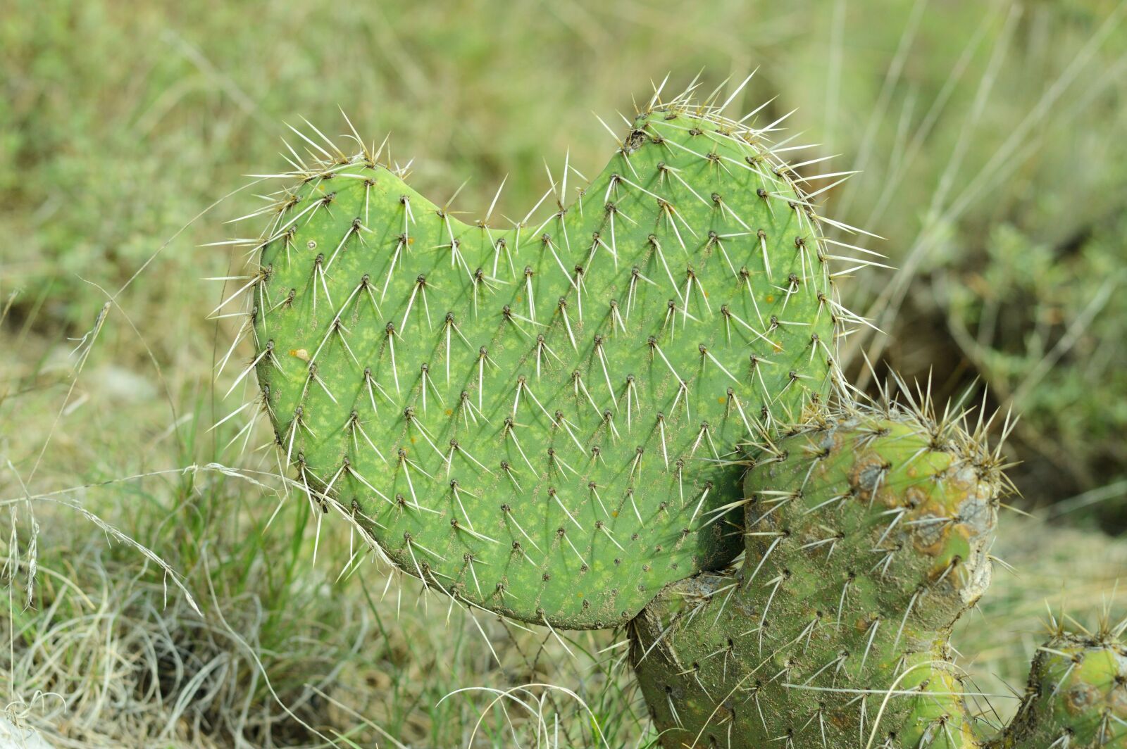 Nikon D3200 sample photo. Cactus, green, plant photography