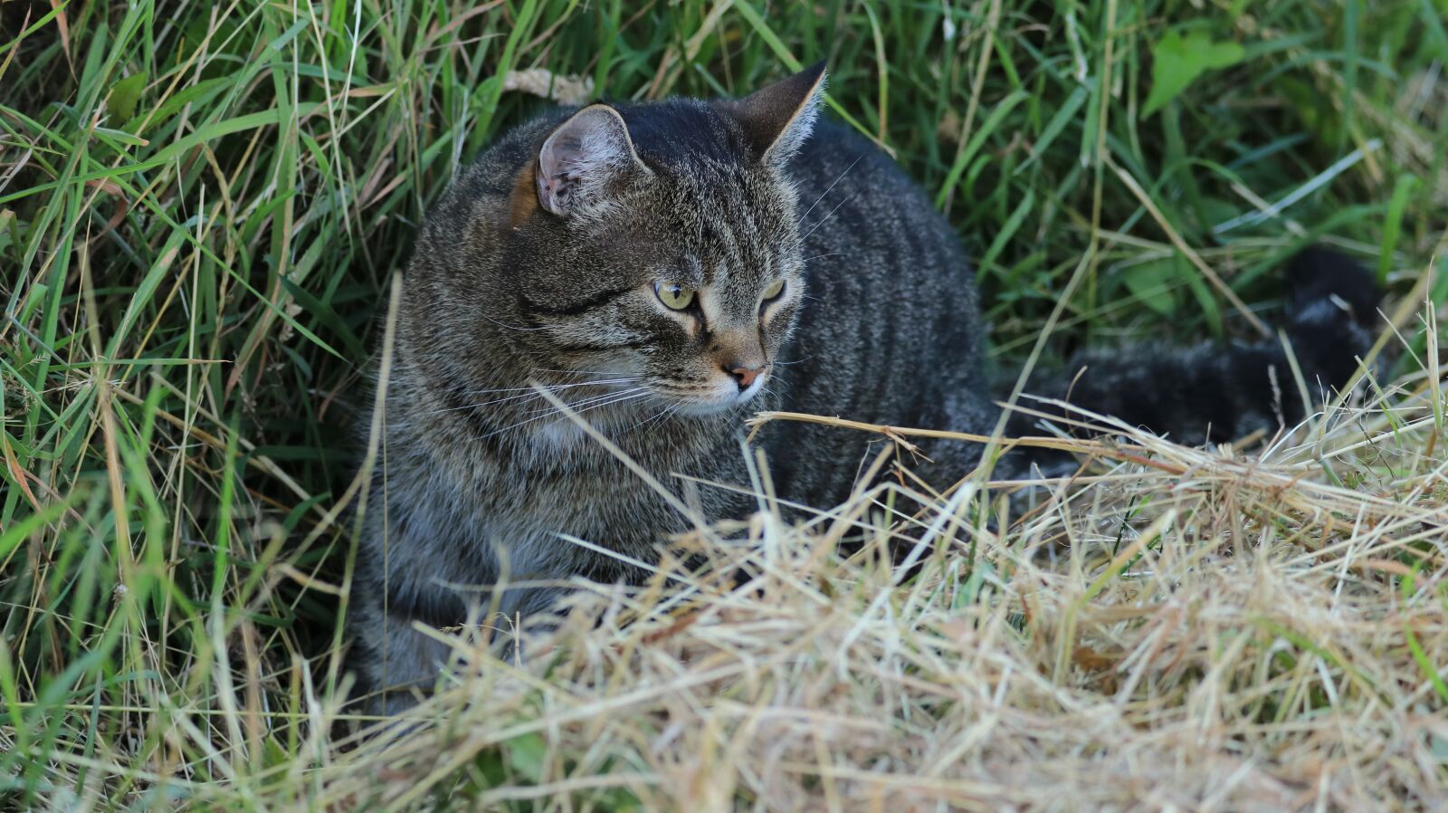 150-600mm F5-6.3 DG OS HSM | Contemporary 015 sample photo. Cat, garden, summer photography