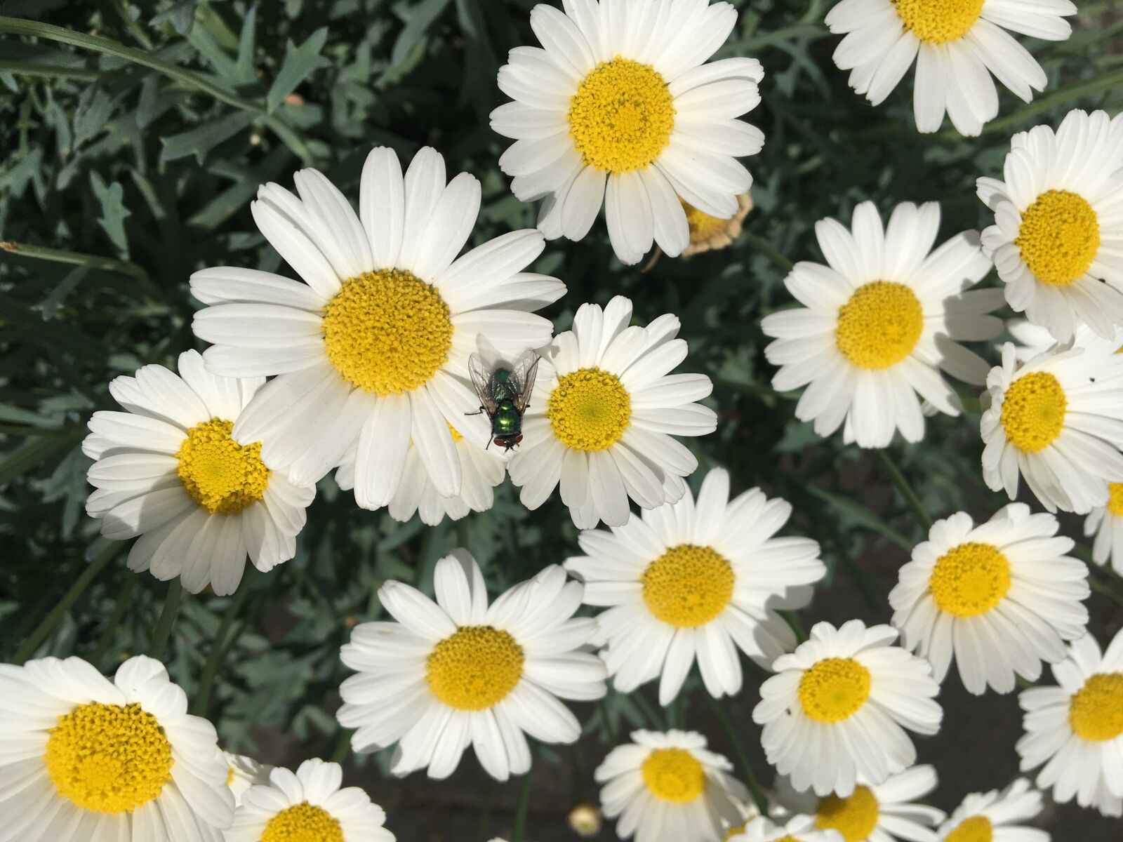 Apple iPhone 6s sample photo. Chrysanthemum, garden, fly photography