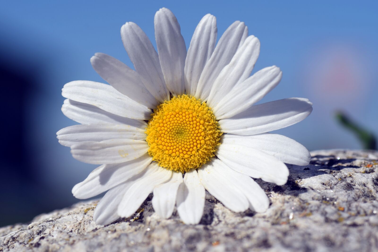 Nikon D3300 sample photo. Marguerite, flower, white photography