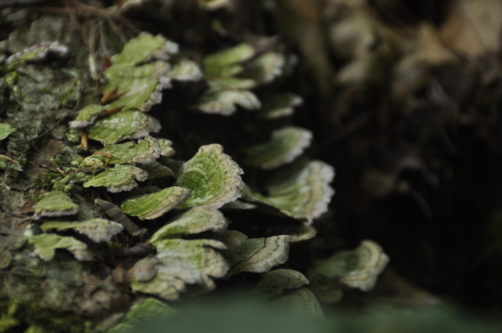 Nikon D90 sample photo. Mushrooms, fungus, forest photography