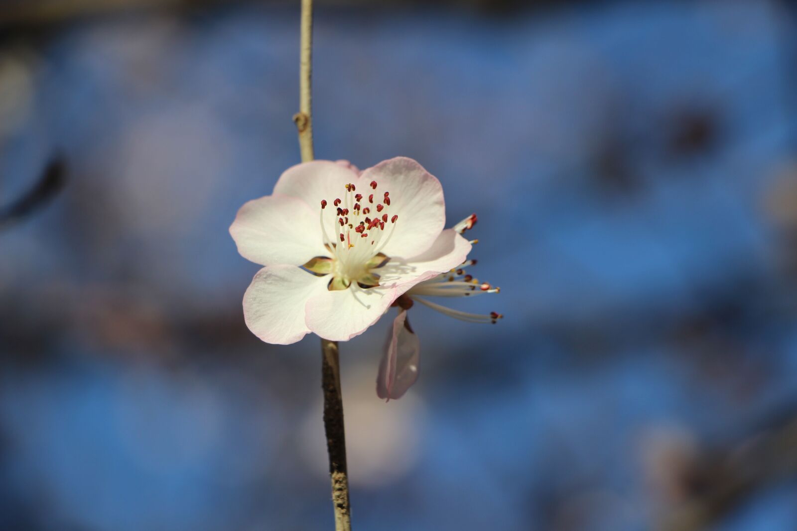 Canon EOS 600D (Rebel EOS T3i / EOS Kiss X5) + Canon EF-S 18-135mm F3.5-5.6 IS STM sample photo. Flower, plant, spring photography