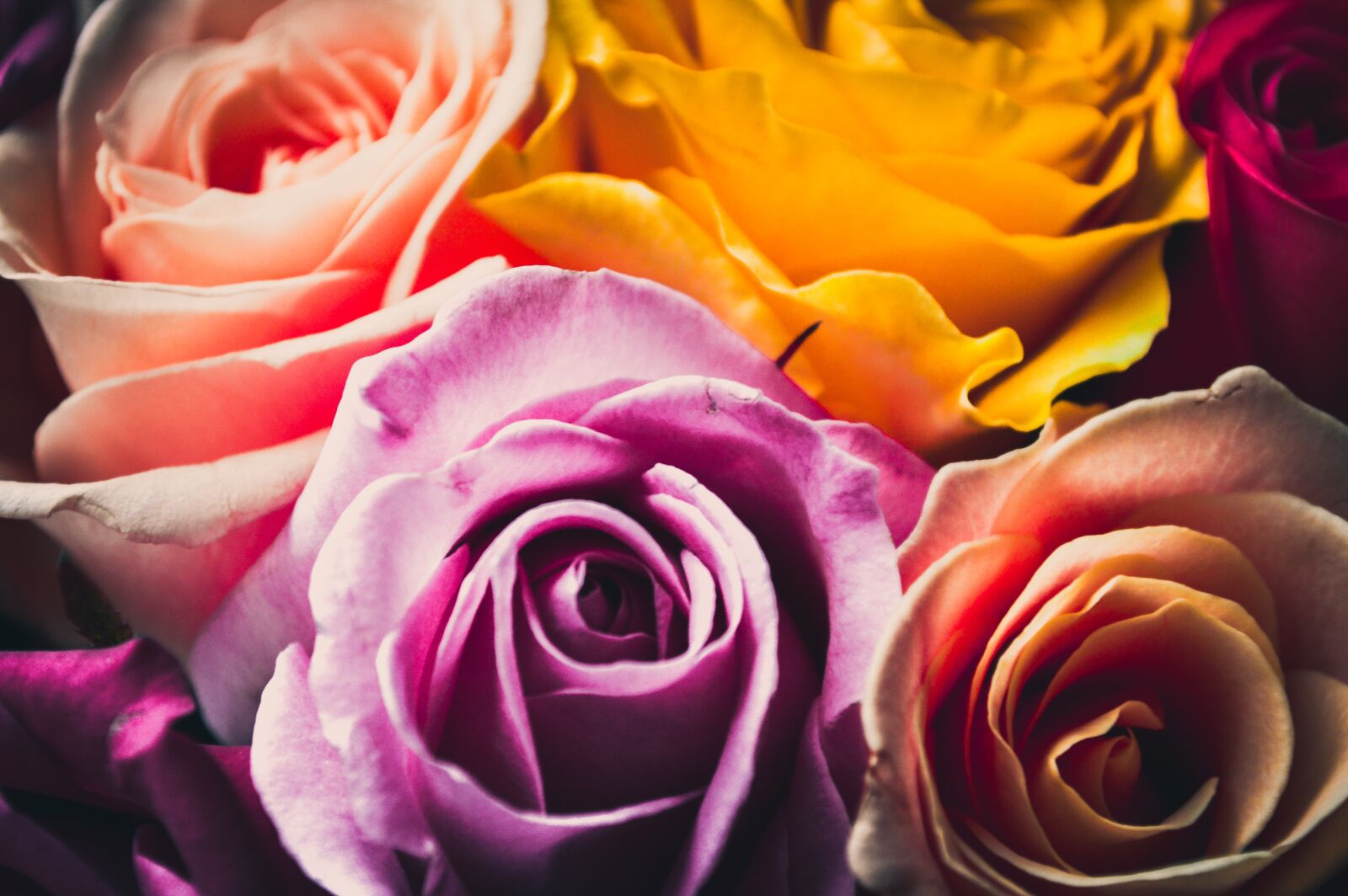 Nikon D3200 sample photo. Bright colors, bright rose photography