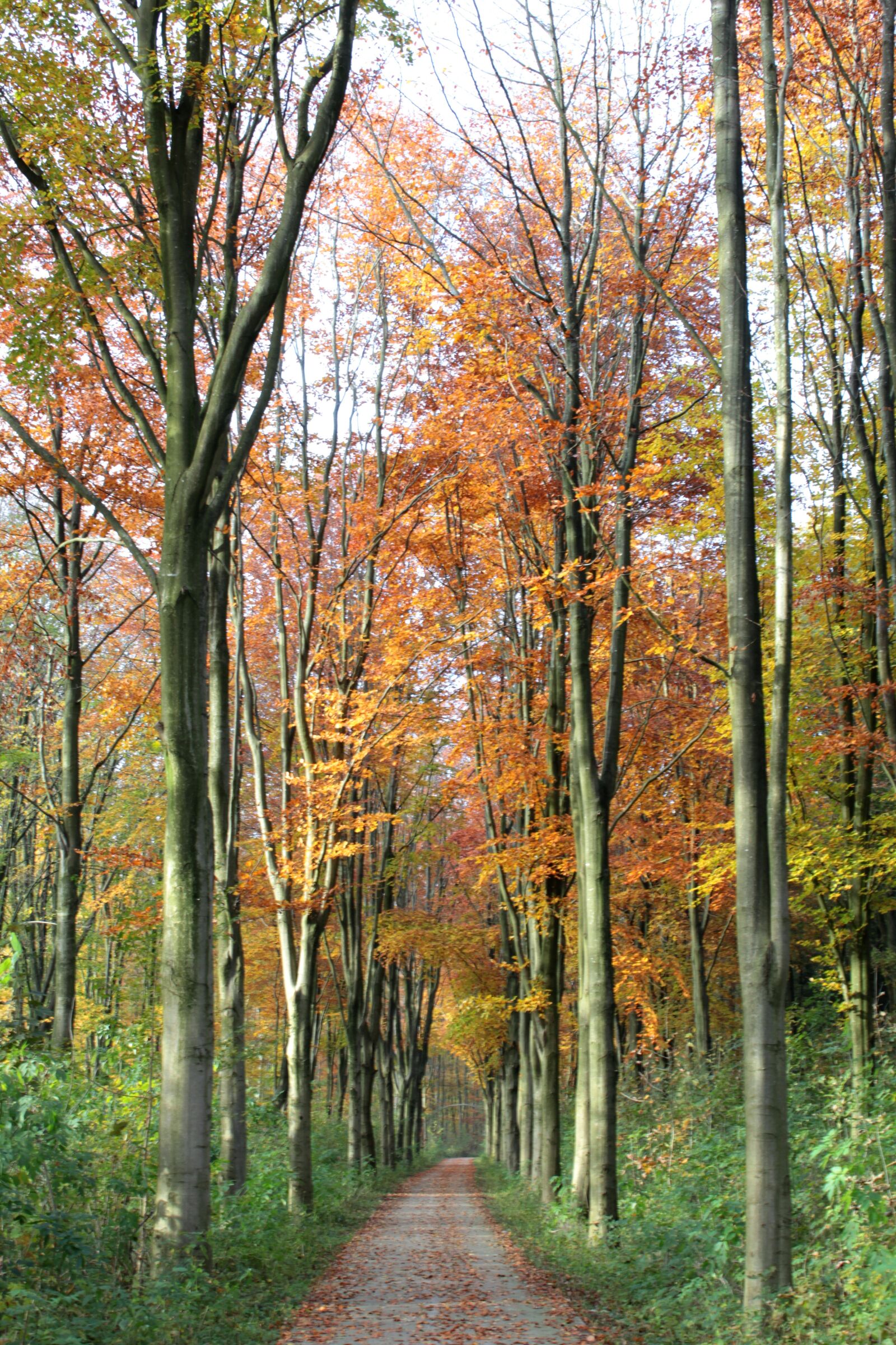 Canon EOS 600D (Rebel EOS T3i / EOS Kiss X5) sample photo. Beukenlaantje, fall colors, forest photography