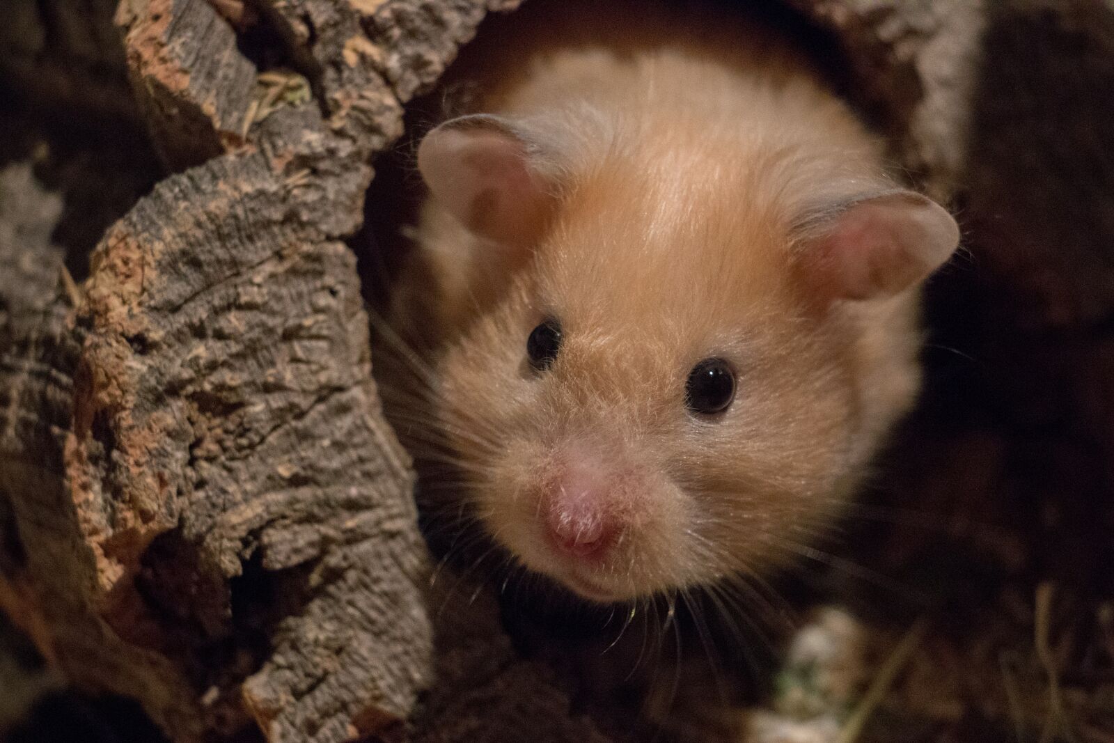 Canon EOS 70D sample photo. Cute, mammal, nature photography