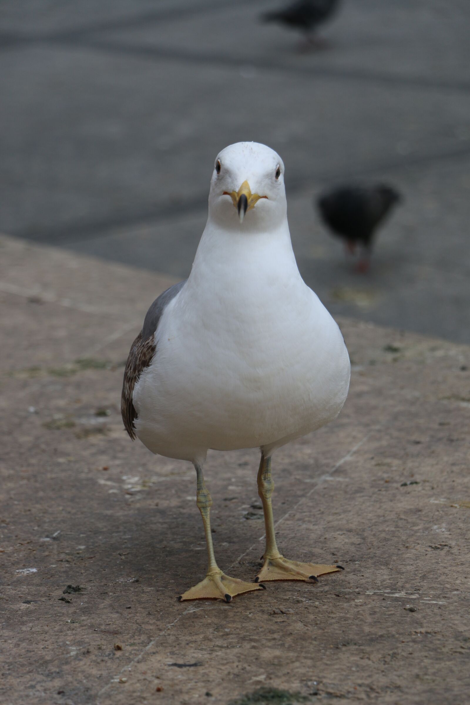Canon EOS 70D sample photo. Bird, nature, animal photography