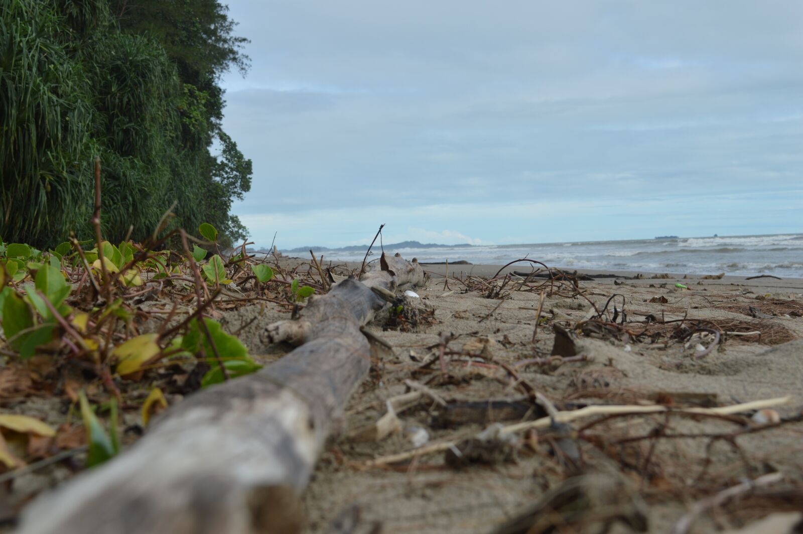 Nikon D3200 sample photo. The sea, view, forest photography