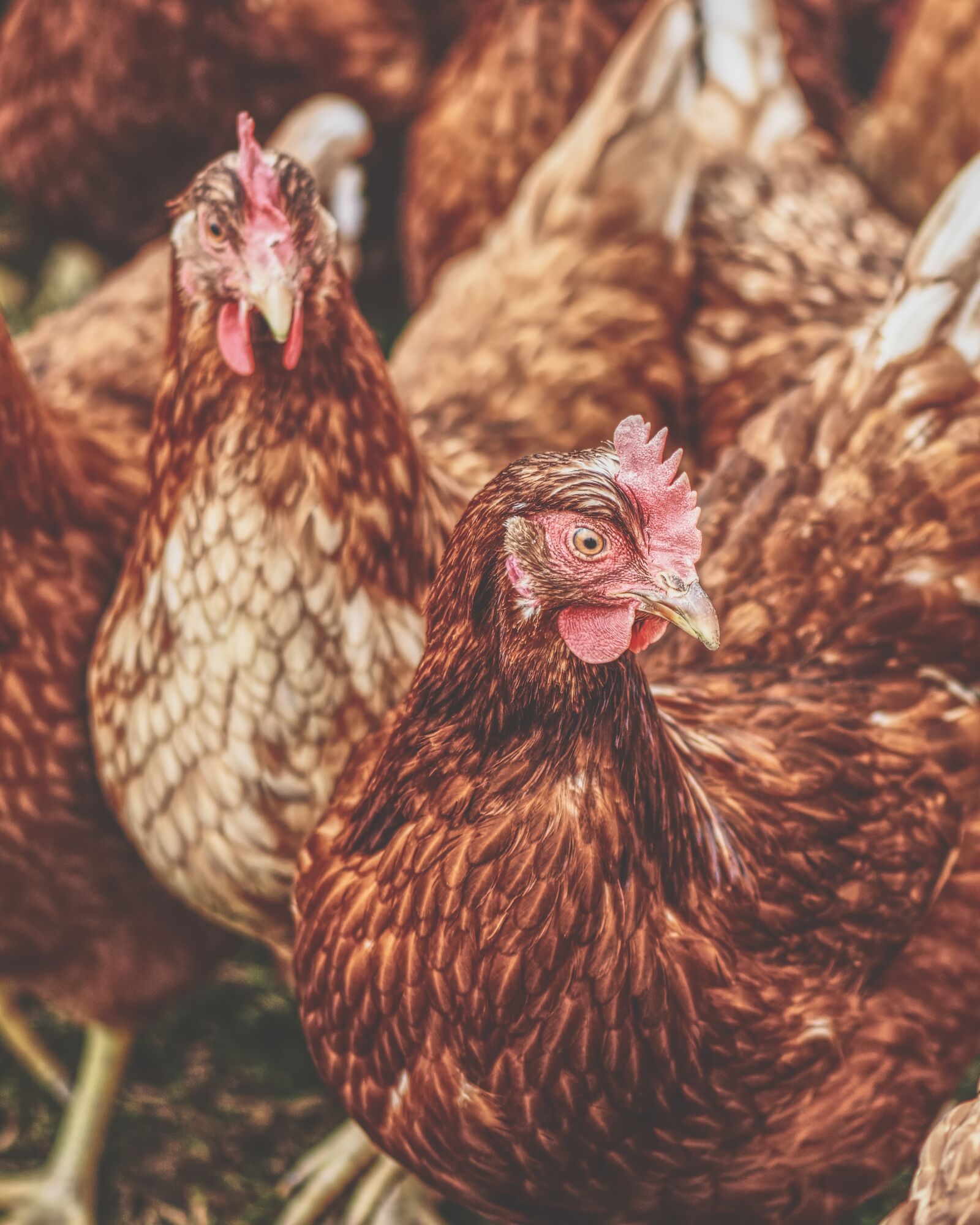 Nikon D7200 sample photo. Chickens, poultry, free running photography
