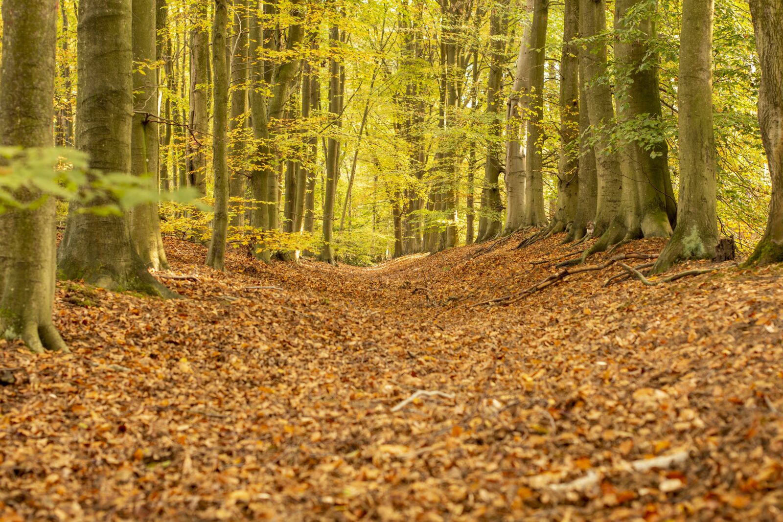 Nikon D7200 sample photo. Autumn, fall, golden photography