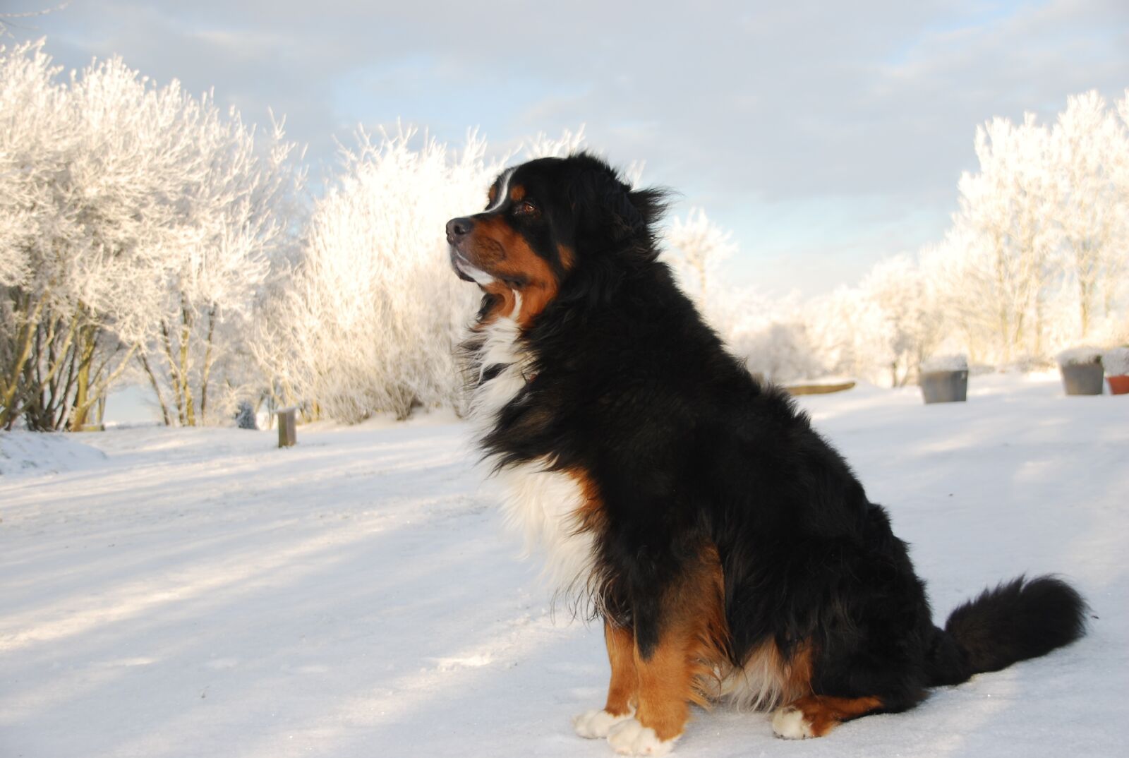 Nikon D60 sample photo. Winter, snow, white photography