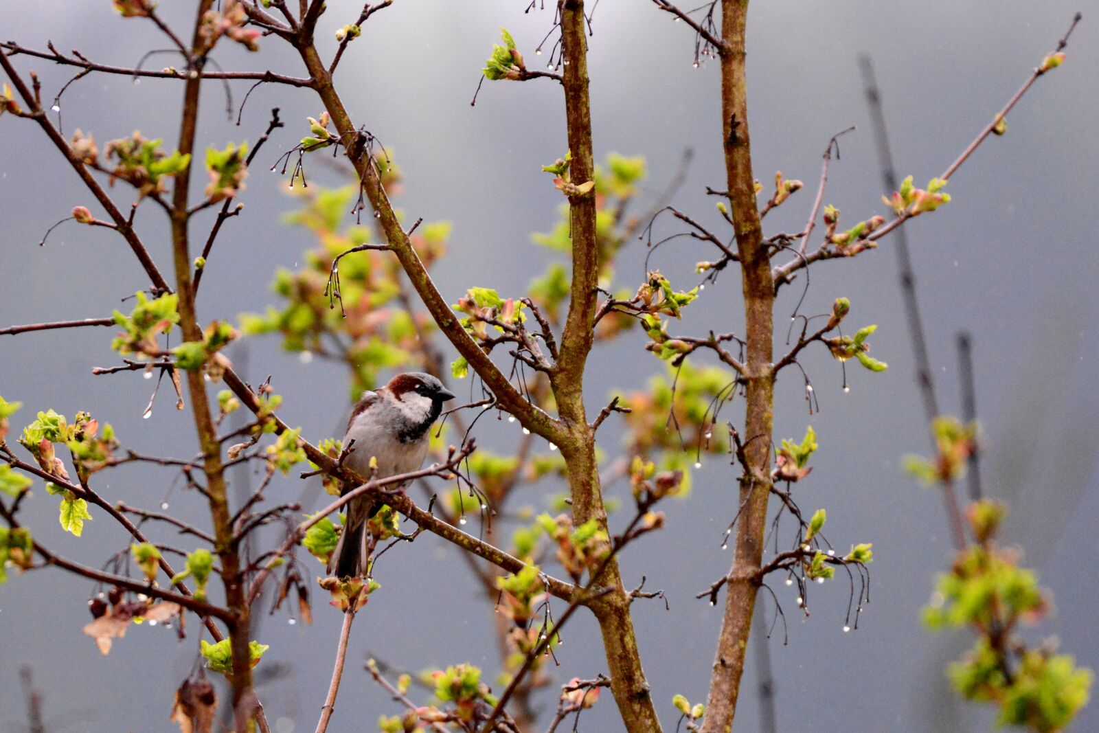Nikon D600 sample photo. Mus, bird, by photography