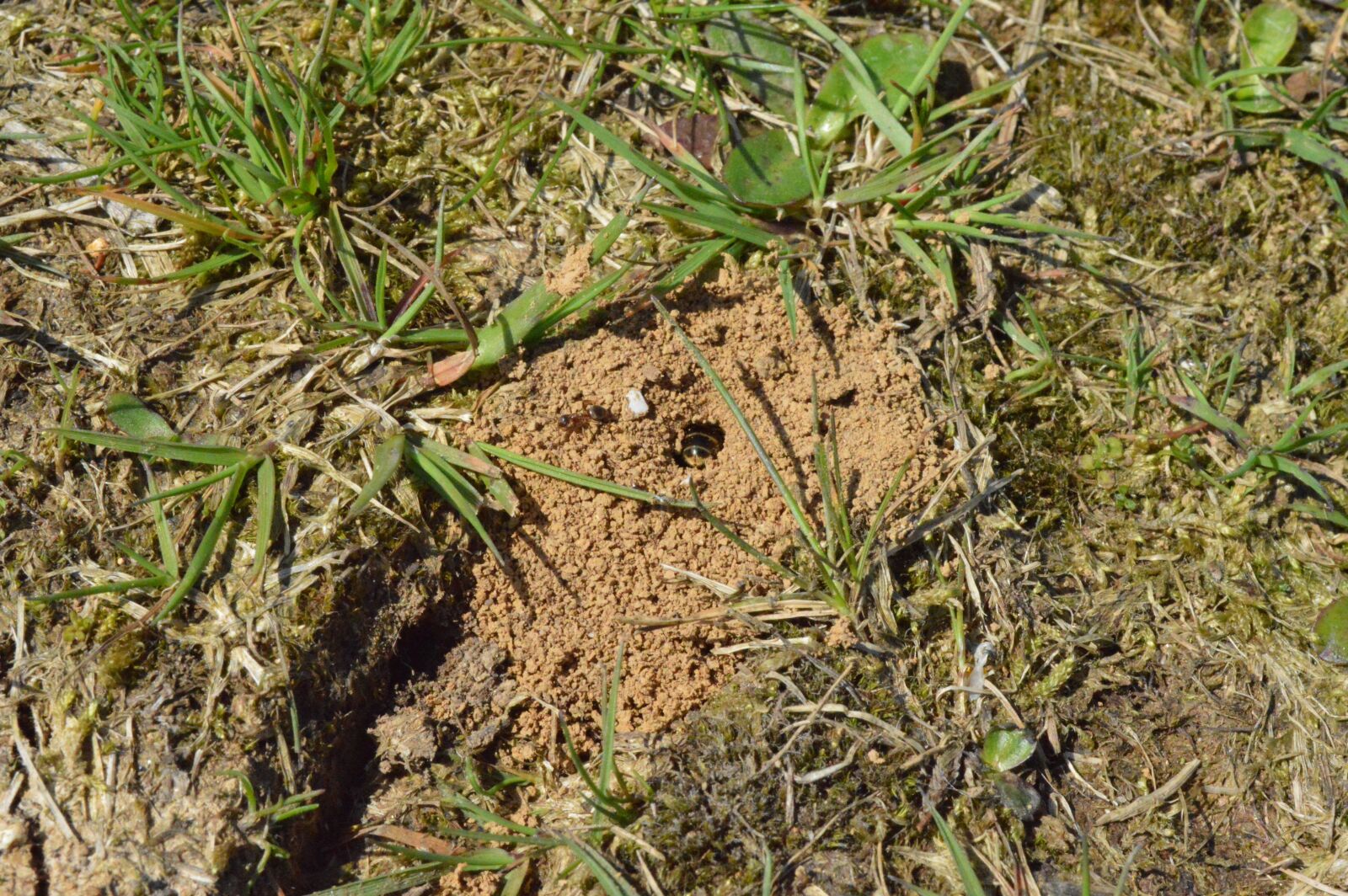 Nikon D3200 sample photo. Wasp, ant, nest photography