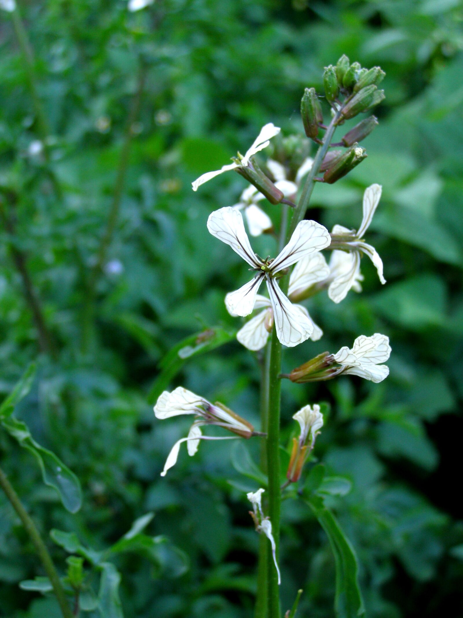 Olympus SP500UZ sample photo. Arugula, flower, plant photography