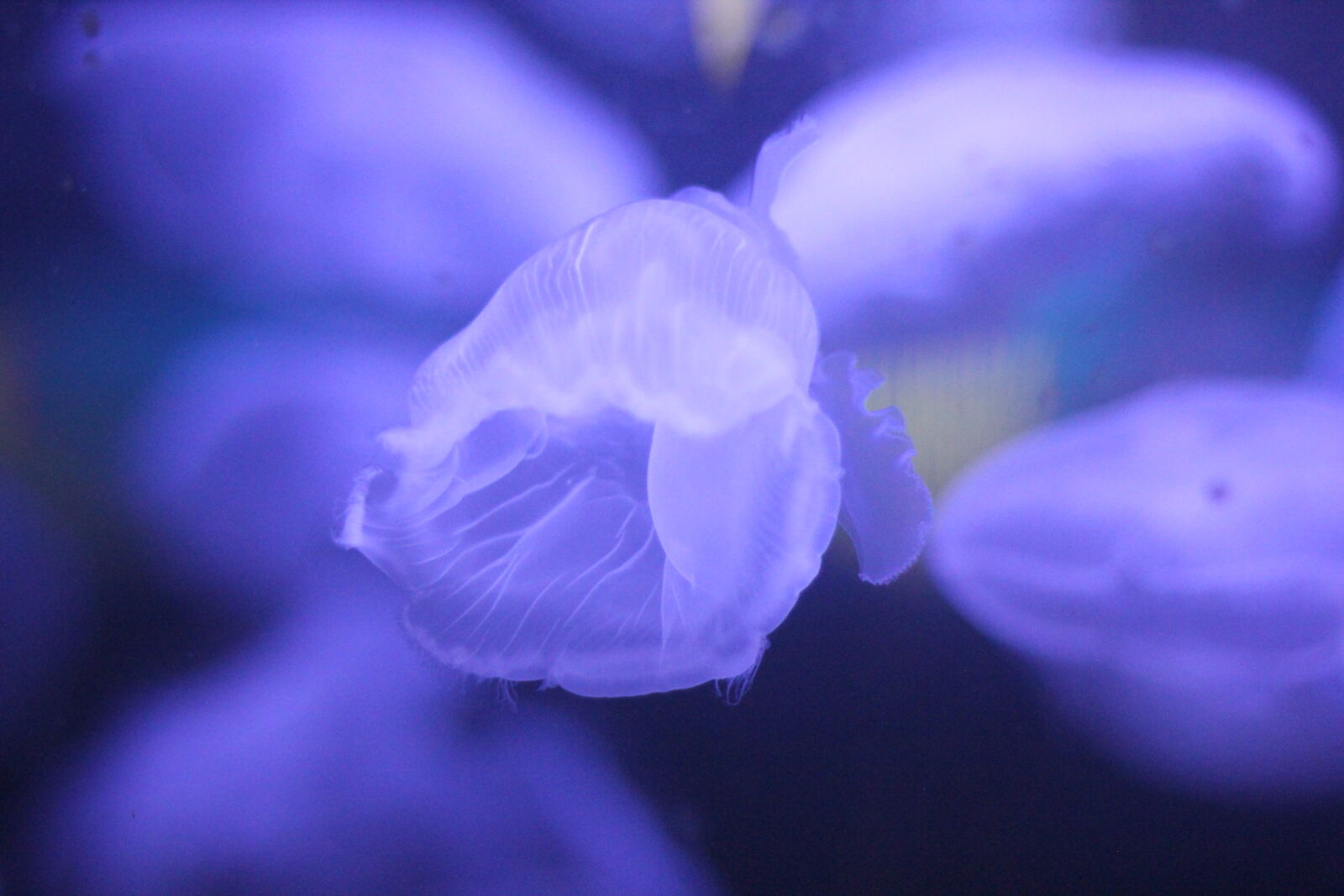 Canon EOS 550D (EOS Rebel T2i / EOS Kiss X4) sample photo. Aquarium, jellyfish, jellyfishes, purple photography