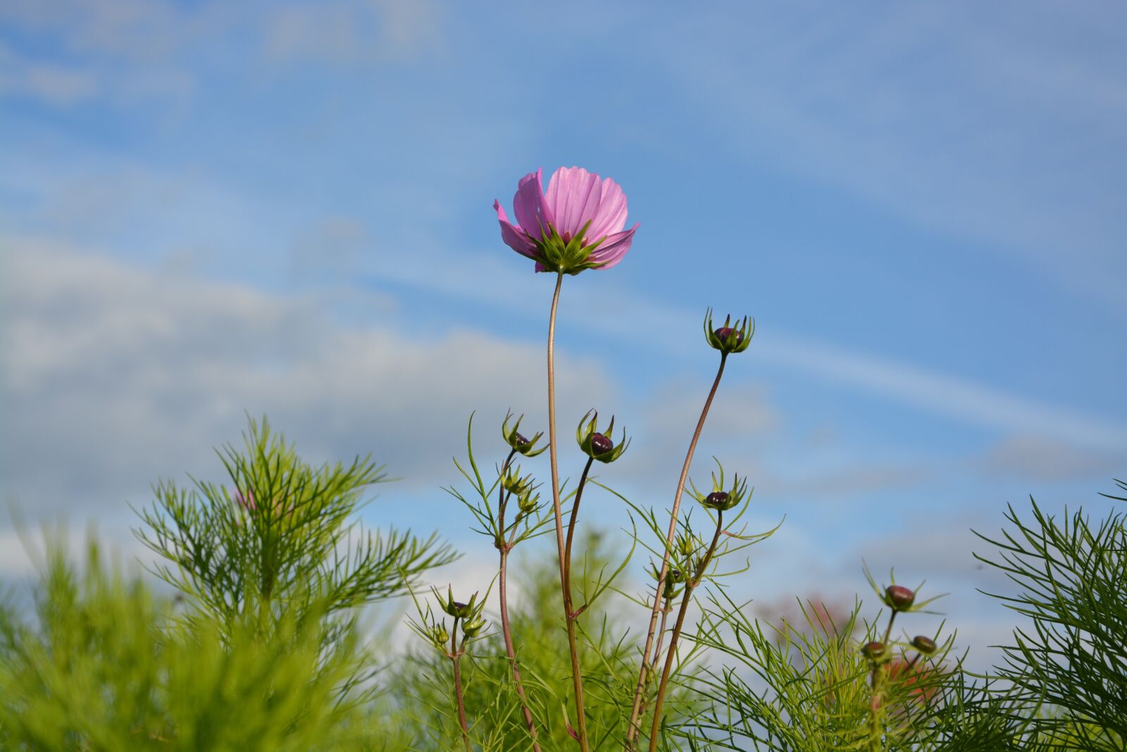 Nikon D5200 sample photo. Purple flower, buttons flowers photography