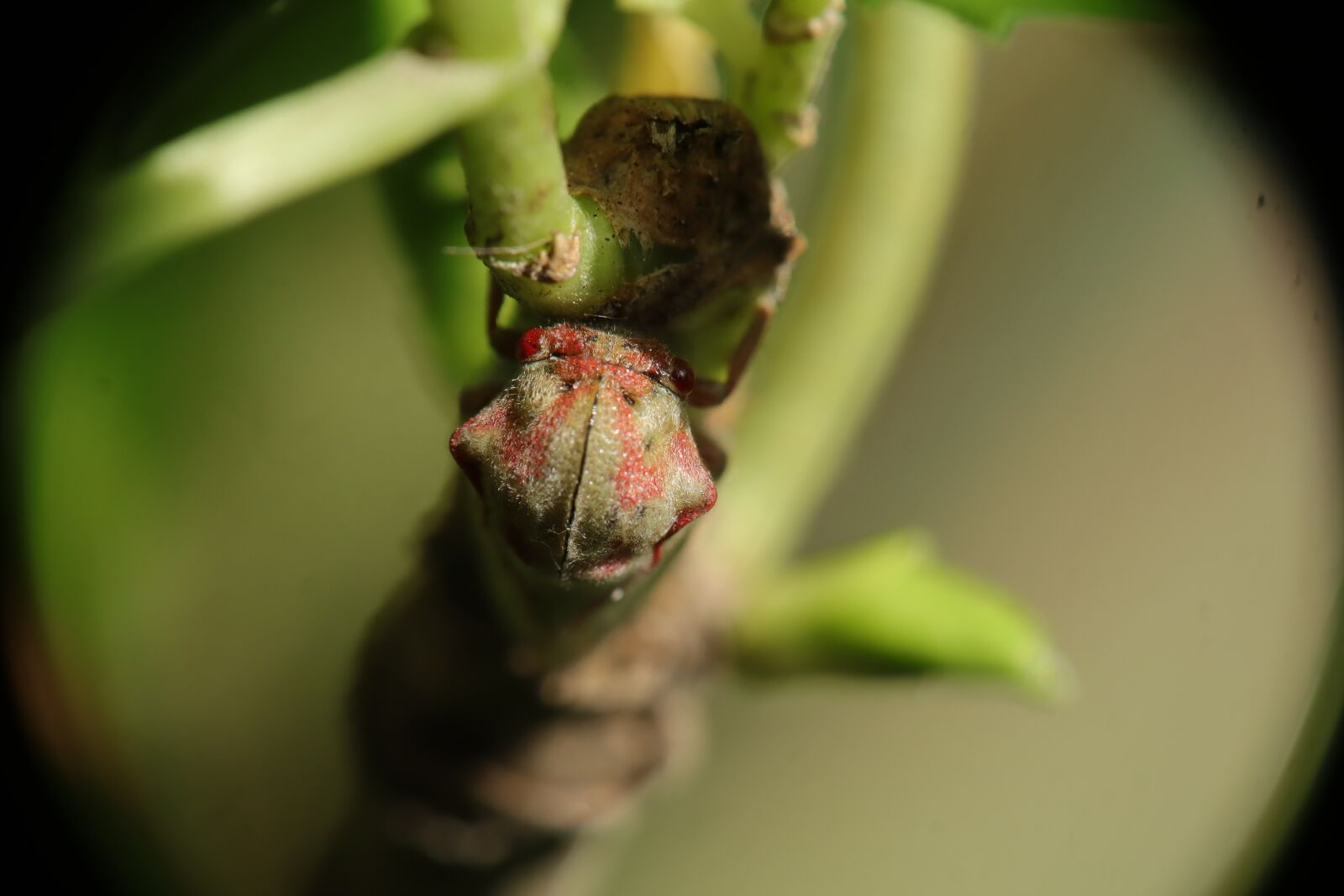 Canon EOS M50 (EOS Kiss M) sample photo. Leafhoppers, insect, nature photography