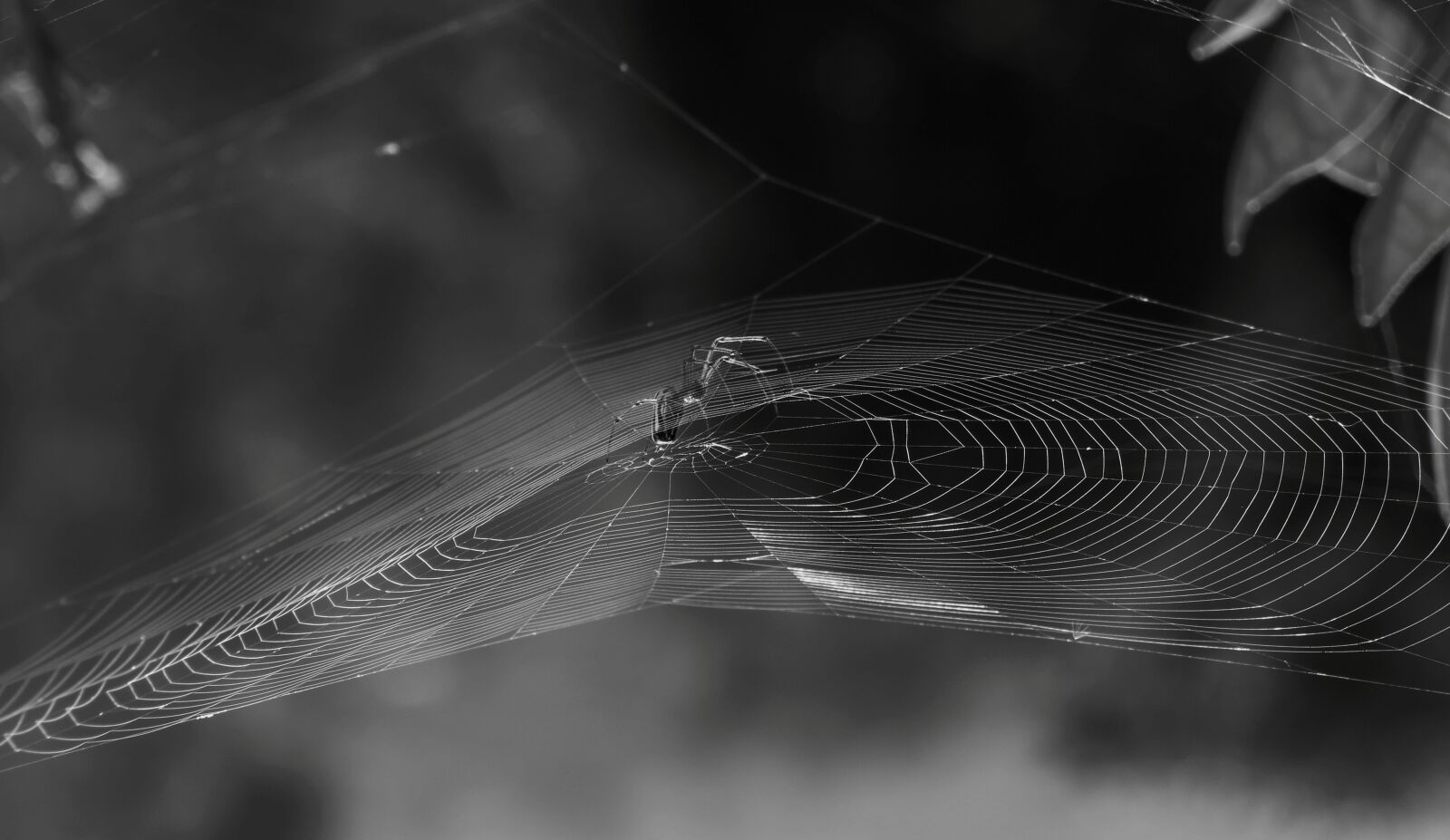Canon PowerShot SX50 HS sample photo. Nature, black and white photography
