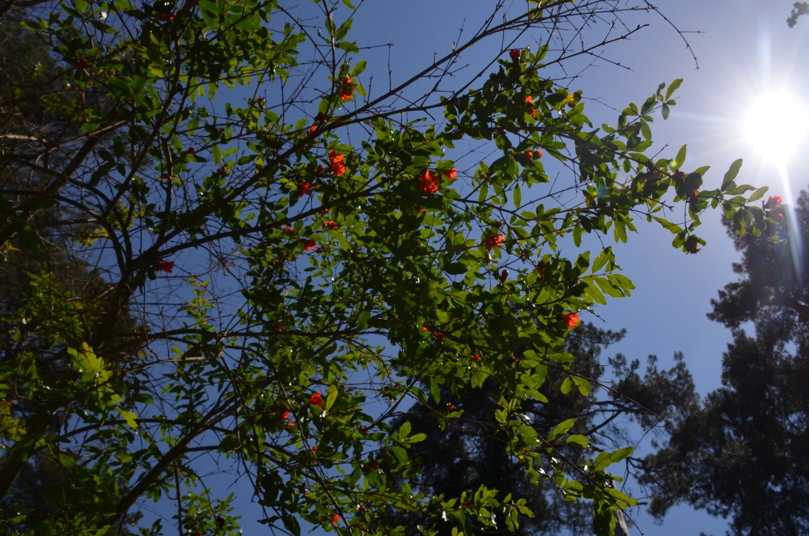 Nikon D5100 sample photo. Sun, joy, sky photography