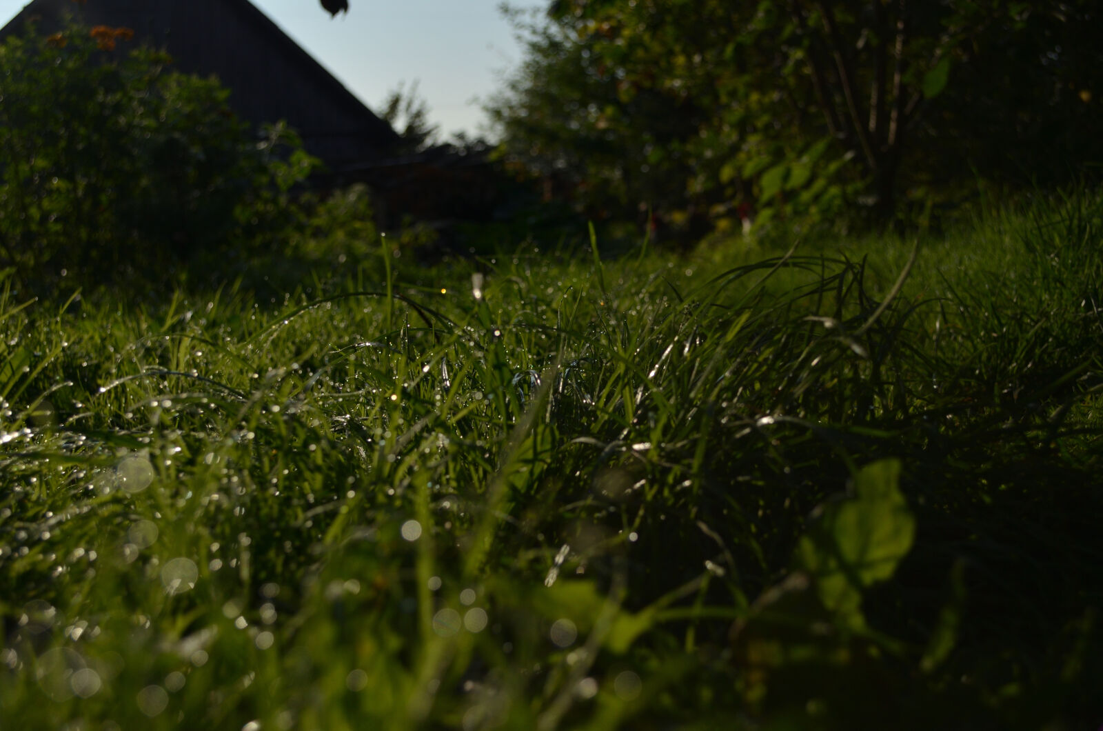 Nikon D5100 sample photo. Dark, grass, morning, light photography