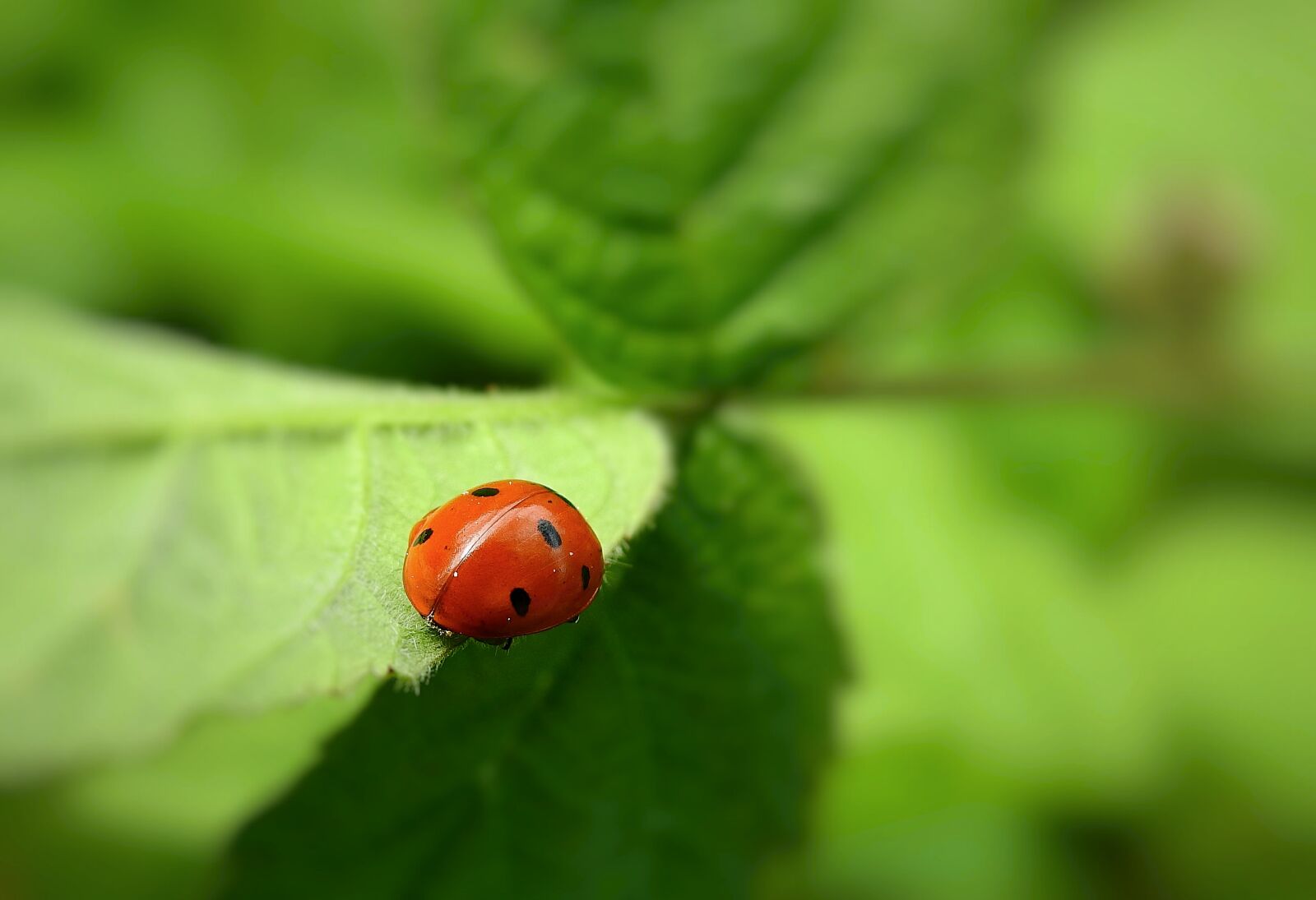 Nikon Coolpix P900 sample photo. Ladybug, leaf, insect photography