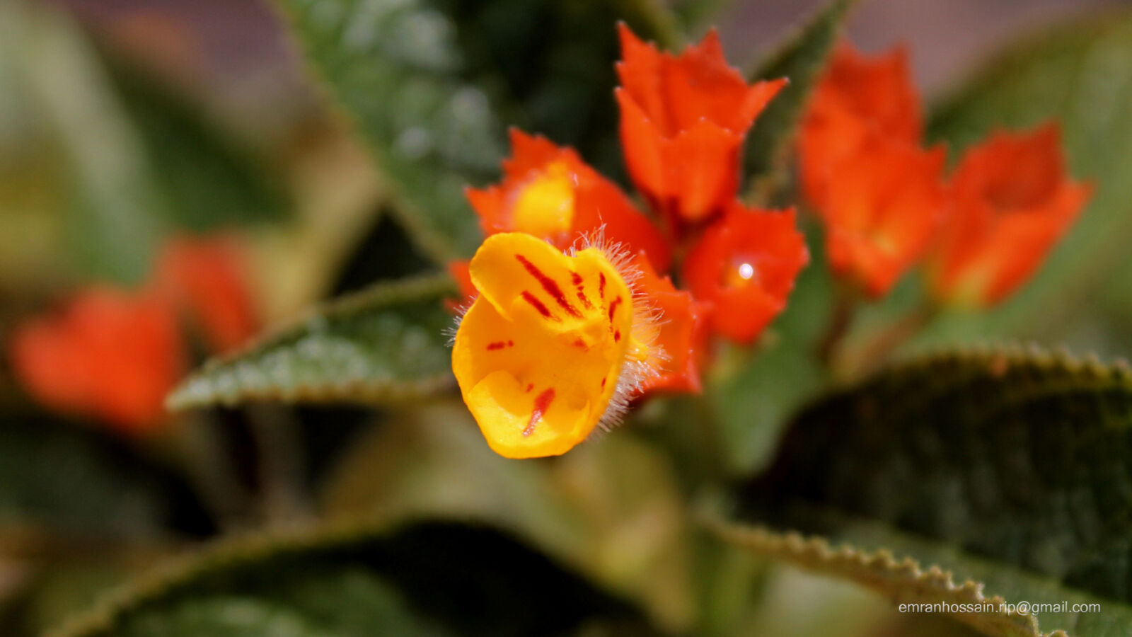 Canon EOS 1100D (EOS Rebel T3 / EOS Kiss X50) sample photo. Nature, nice, wallpaper photography