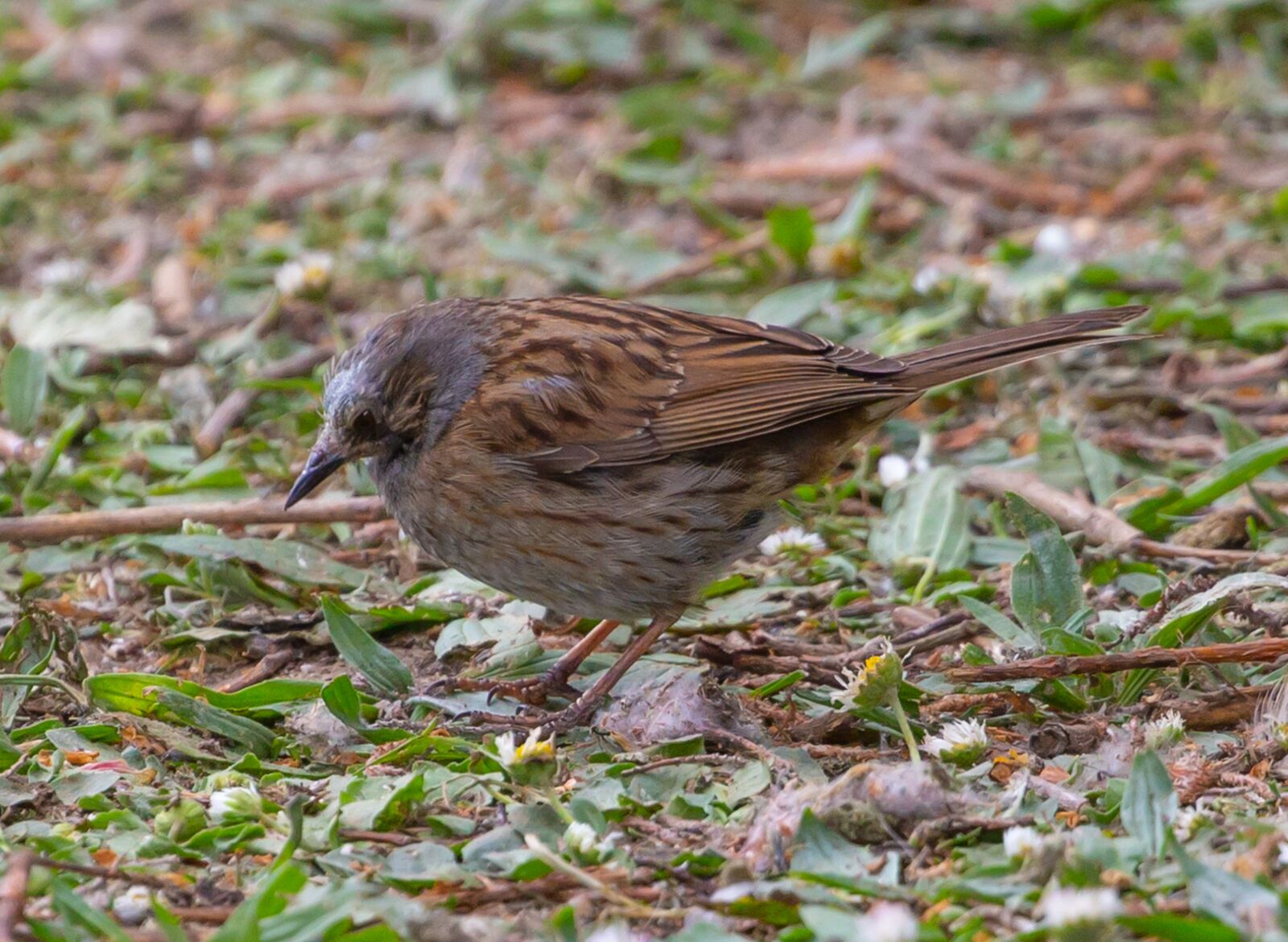 Canon EOS 5D Mark III sample photo. Dunnock on the floor photography