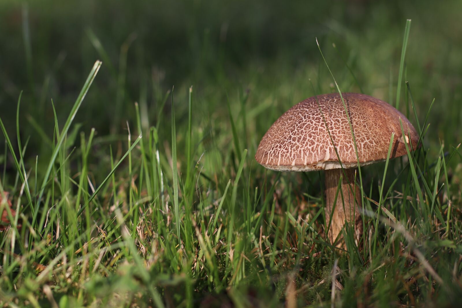 Canon EF 50mm F1.4 USM sample photo. Birch mushroom, mushroom, brown photography