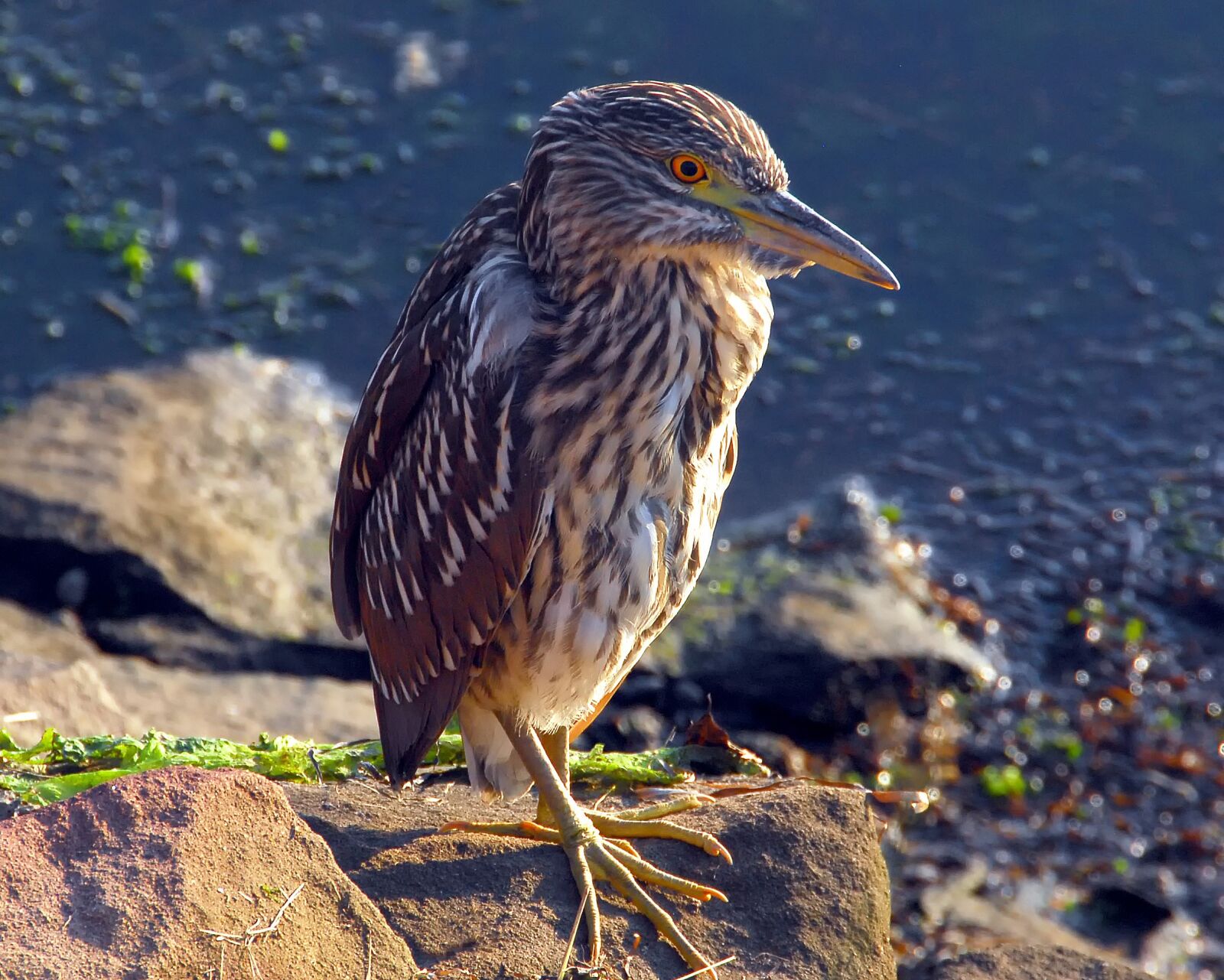 Nikon D200 sample photo. Bird, night heron, heron photography