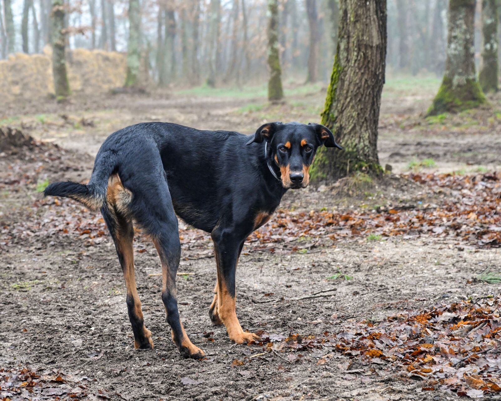 Nikon D500 sample photo. Dog, beauceron, canine photography