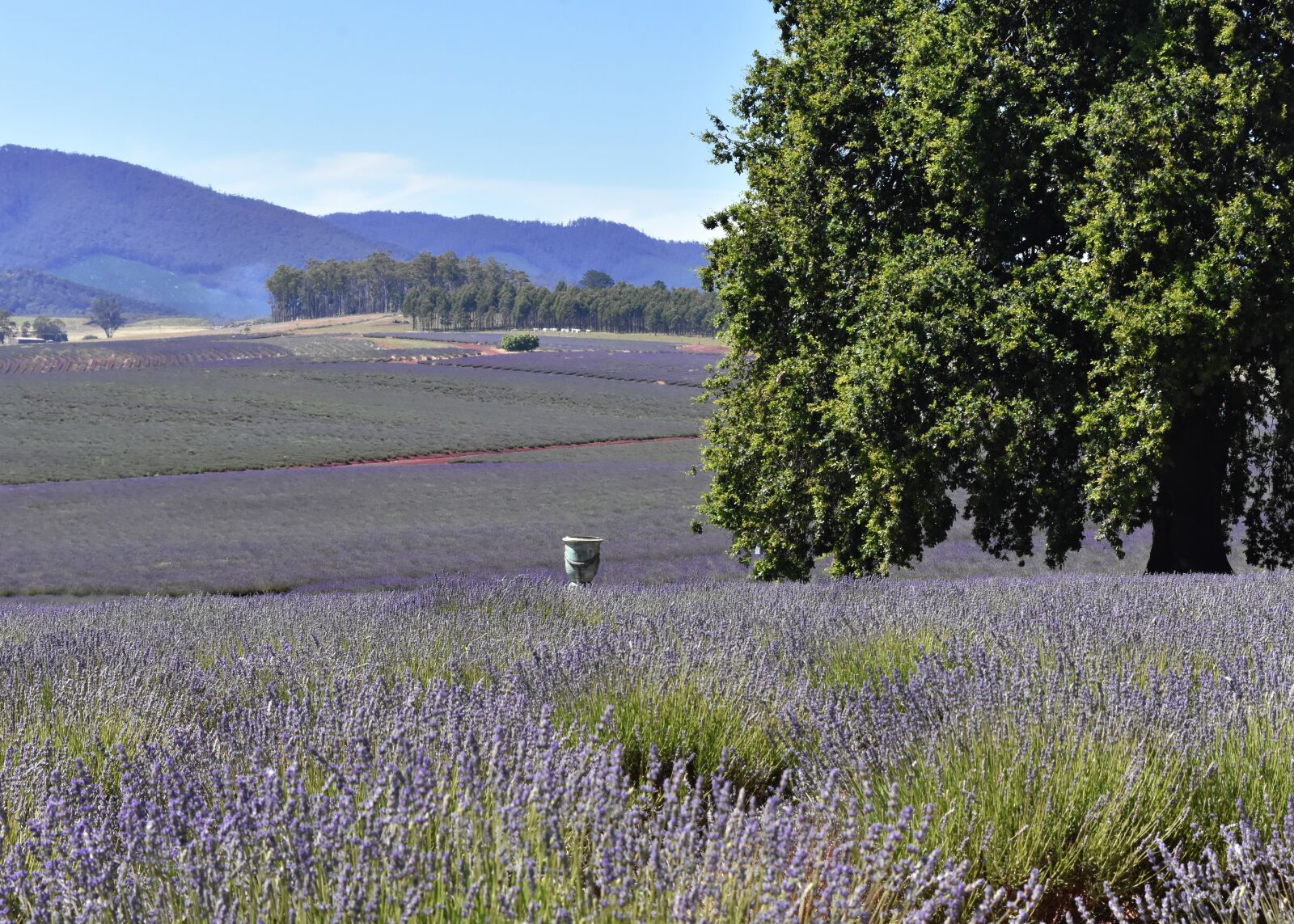 Nikon D7200 sample photo. Australia, tasmania, lavender fields photography