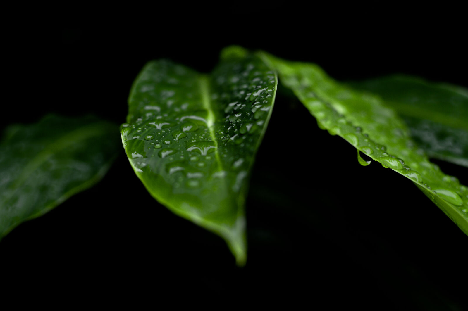 Nikon D3200 + Nikon AF-S DX Nikkor 35mm F1.8G sample photo. Water, dark, raindrops, green photography