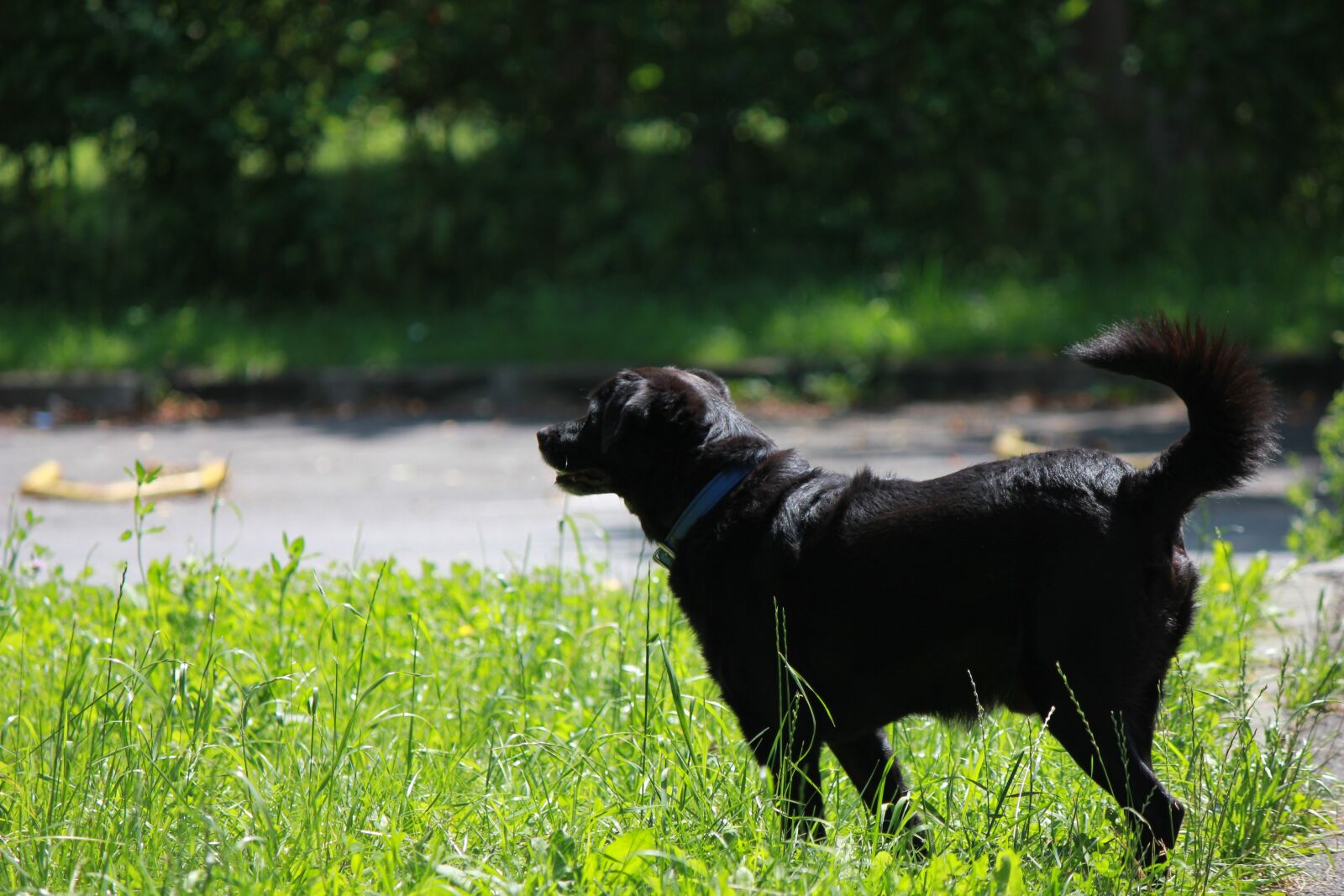 Canon EOS 550D (EOS Rebel T2i / EOS Kiss X4) sample photo. Grass, mammal, animal photography